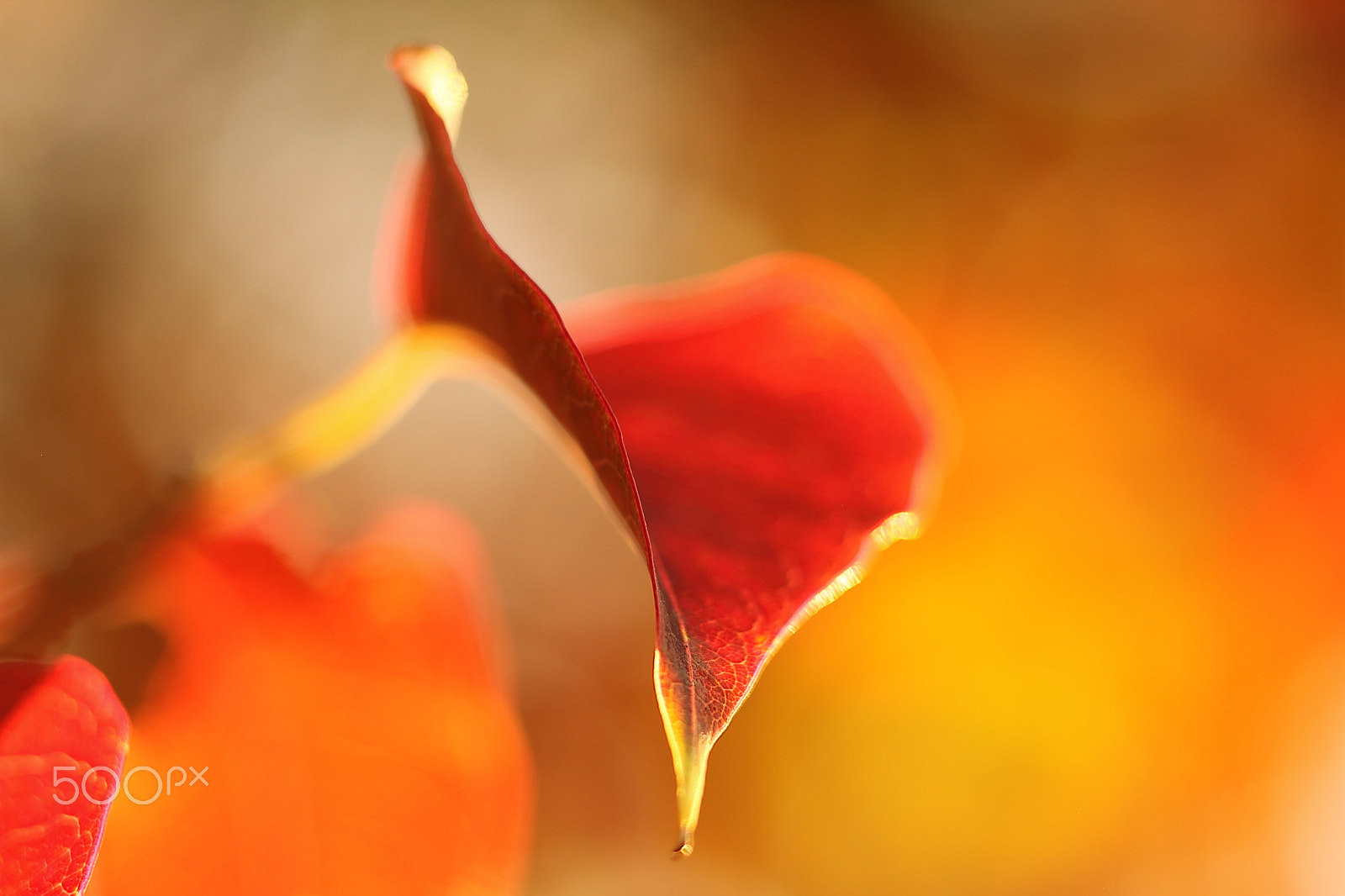 Canon EOS 7D + Canon EF 50mm F1.8 II sample photo. Autumn leaf photography