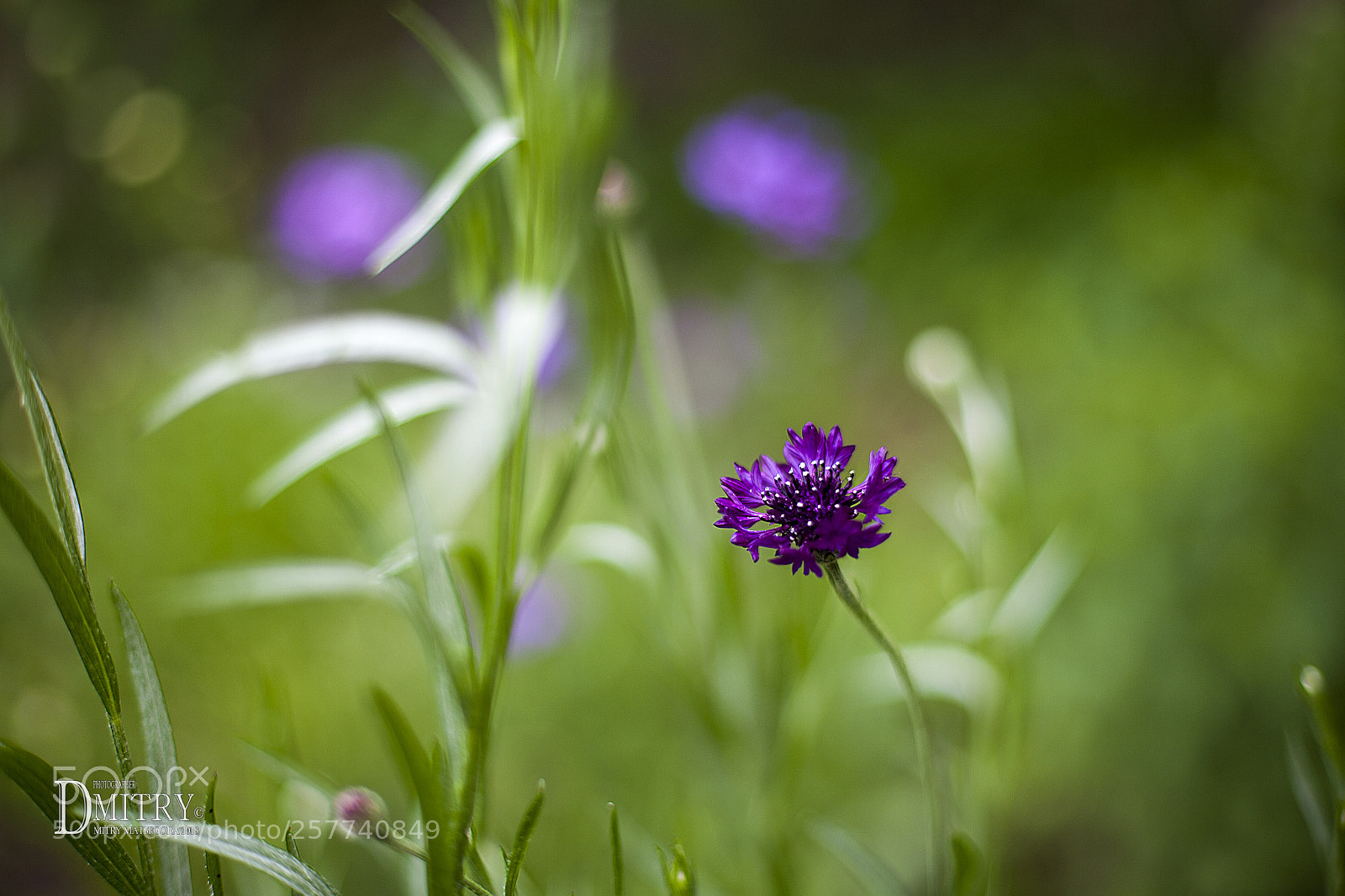 Canon EOS 5D sample photo. Василек(knapweed 2018) photography