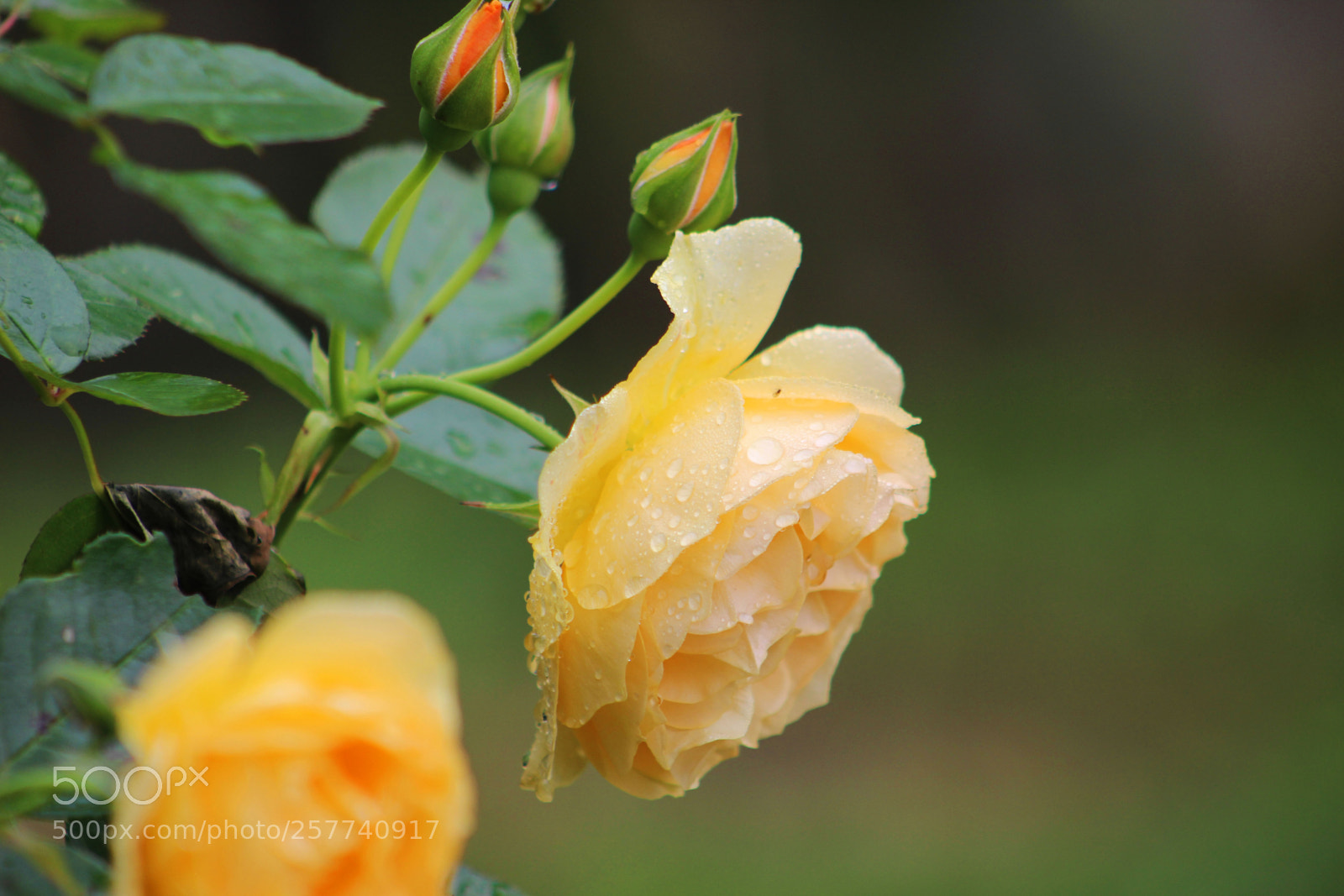 Canon EOS 600D (Rebel EOS T3i / EOS Kiss X5) sample photo. After rain photography
