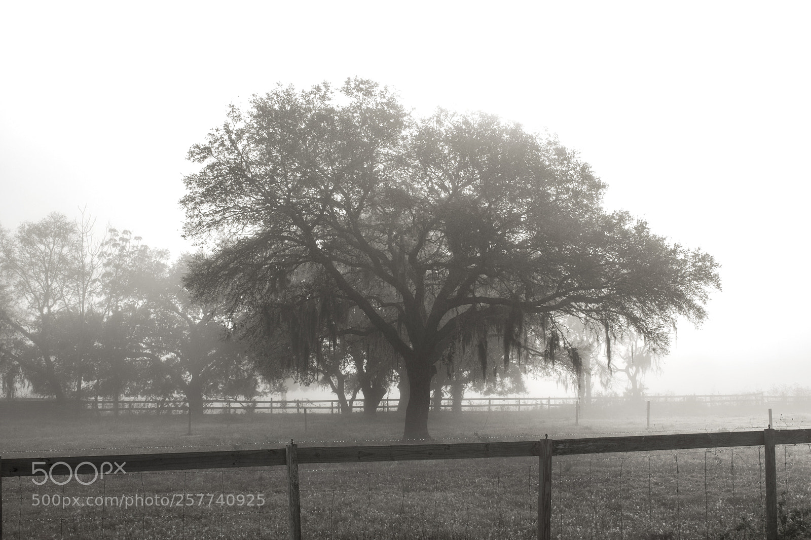 Nikon D5300 sample photo. Misty morning photography