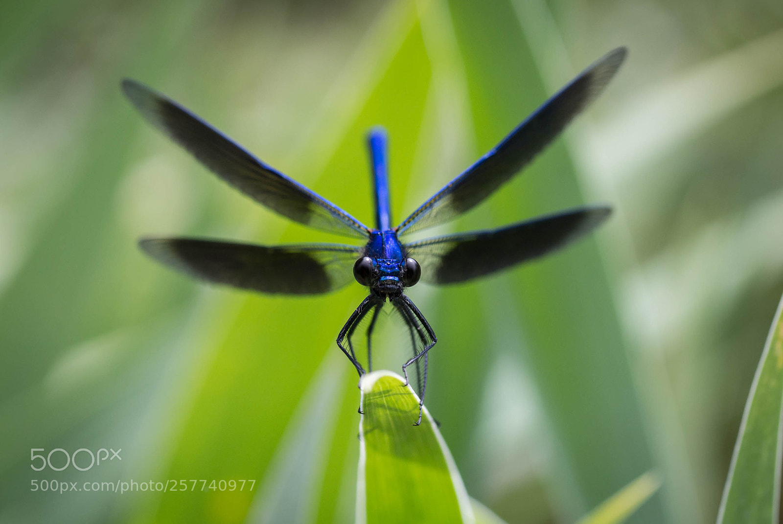 Canon EOS 650D (EOS Rebel T4i / EOS Kiss X6i) sample photo. Dragonfly photography