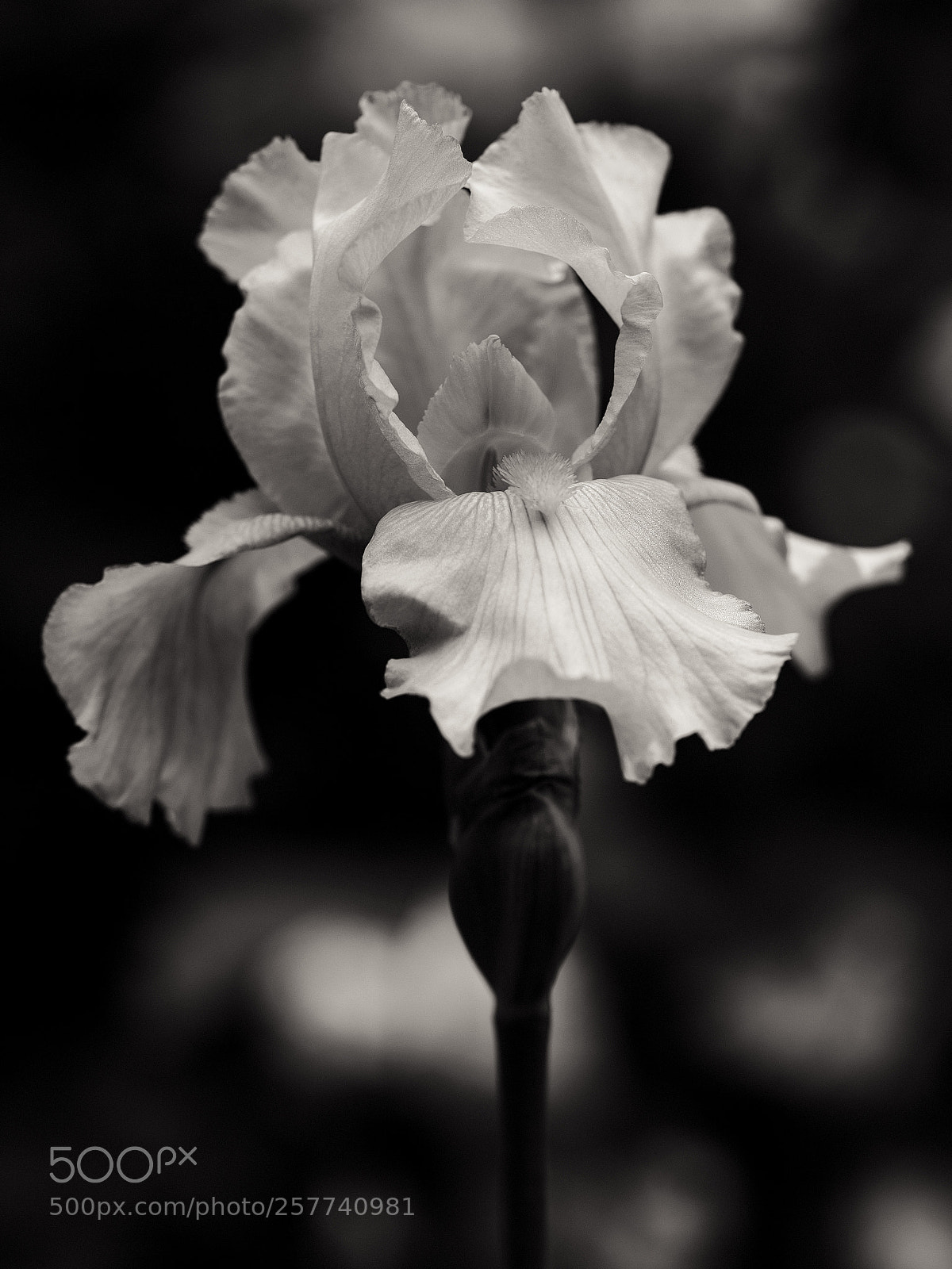 Fujifilm GFX 50S sample photo. Bearded iris 2 photography