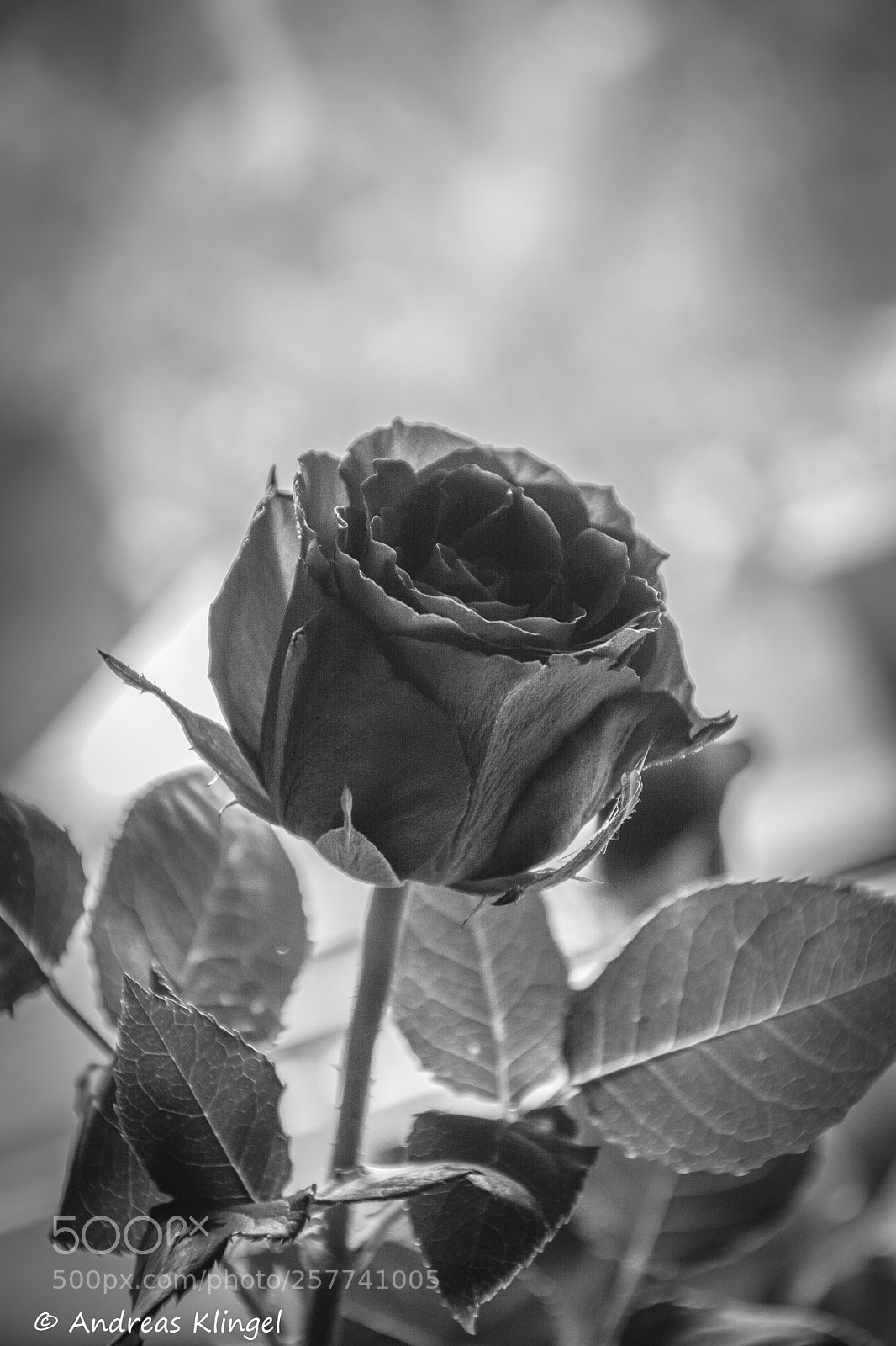 Nikon D5300 sample photo. Rose photography