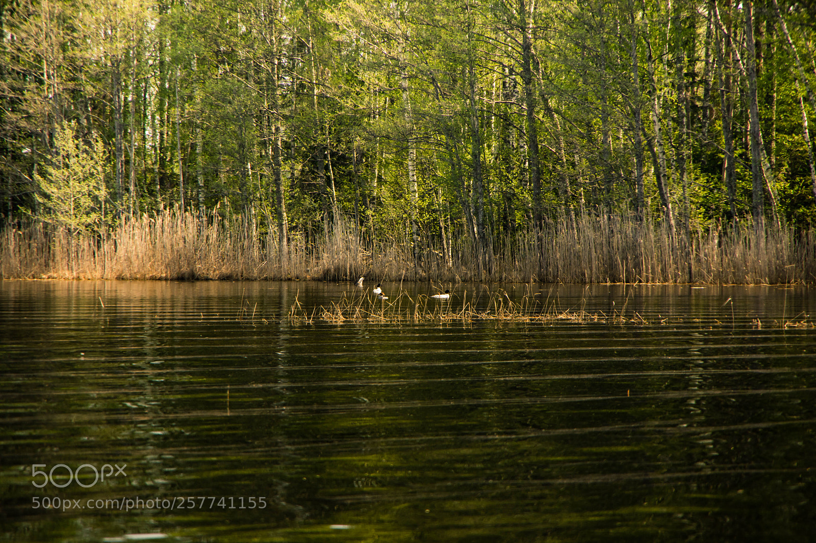 Pentax K-3 II sample photo. Lake visten 3.jpg photography