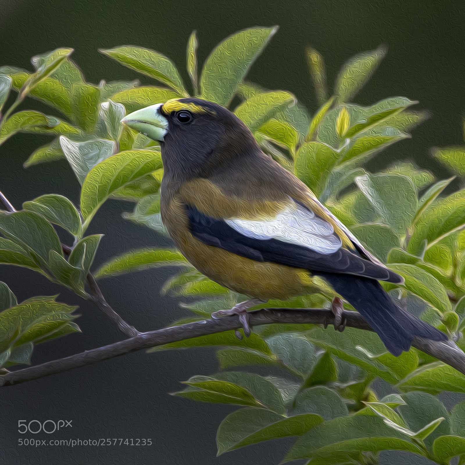 Canon EOS M5 sample photo. Evening grosbeak (male) photography