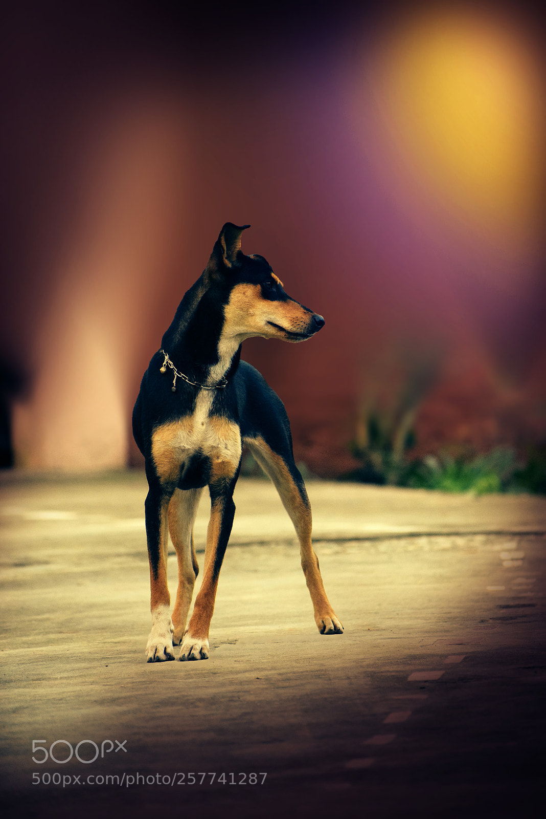 Nikon D5300 sample photo. Dog photography