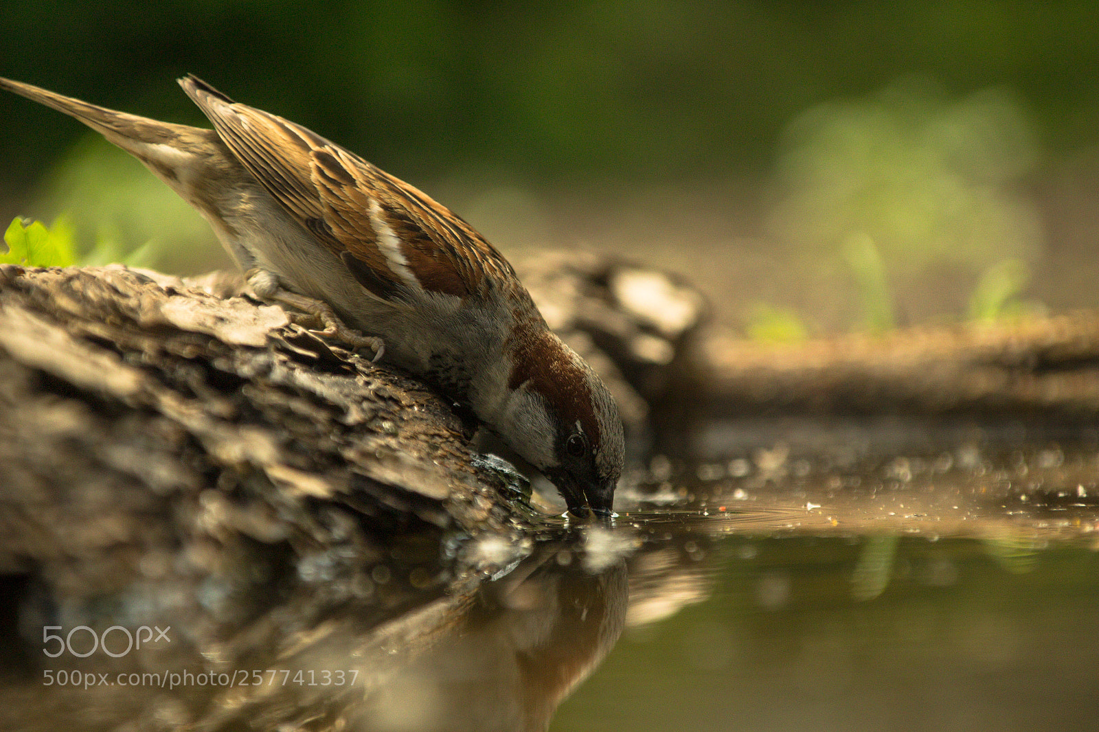 Canon EOS 100D (EOS Rebel SL1 / EOS Kiss X7) sample photo. Sparrow drinking photography