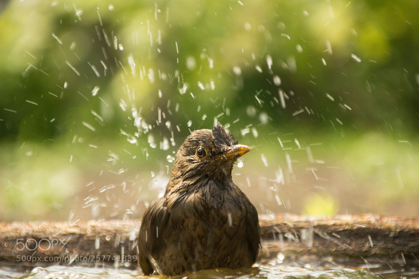 Canon EOS 100D (EOS Rebel SL1 / EOS Kiss X7) sample photo. Blackbird bathing ii photography