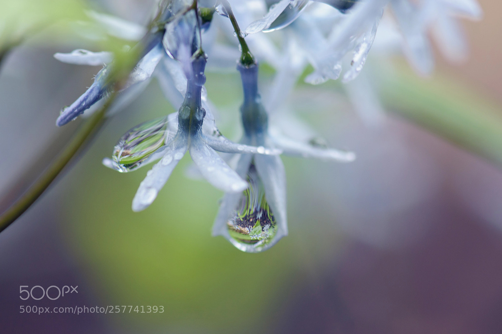 Nikon D5500 sample photo. Amsonia photography