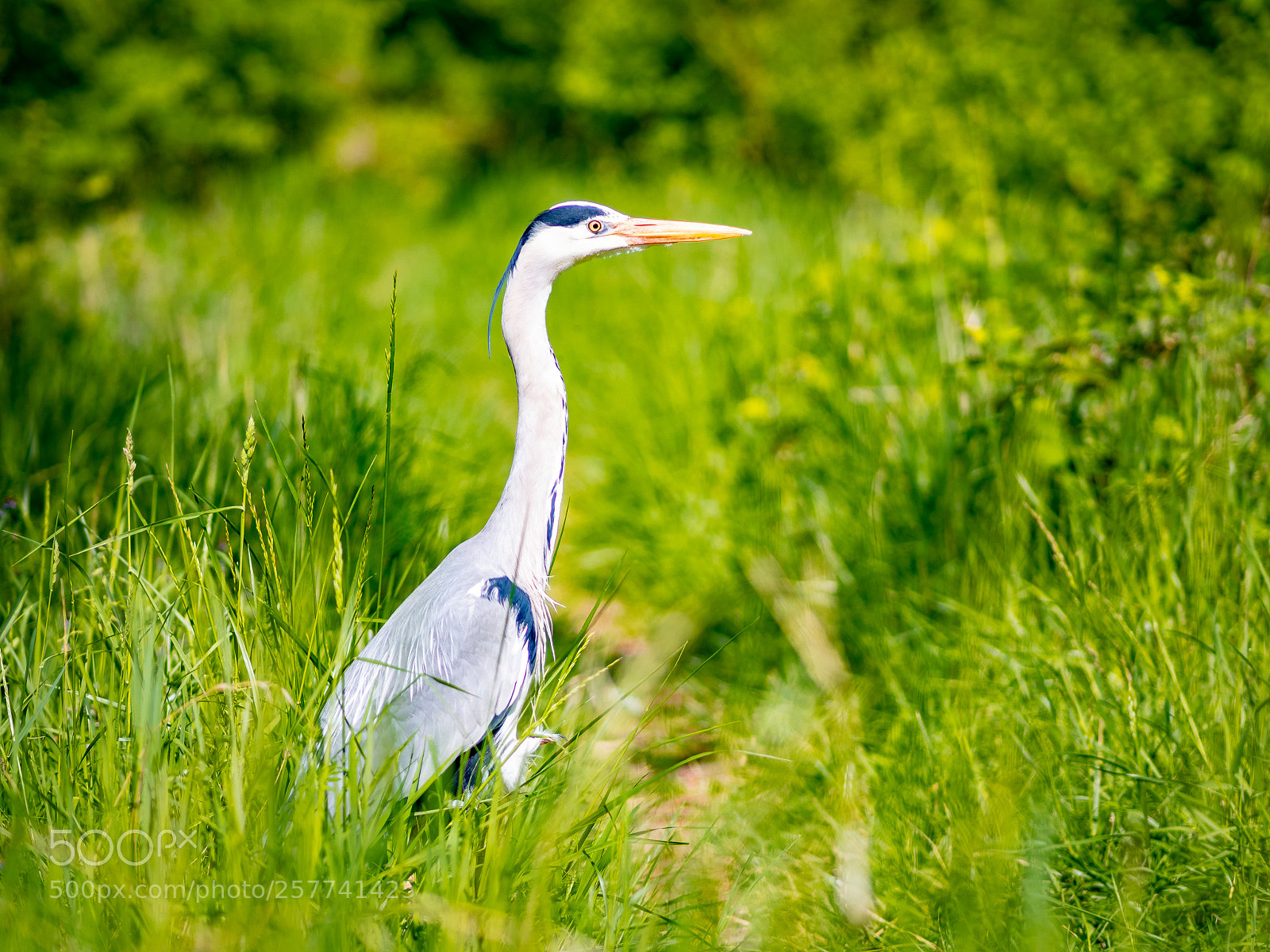 Olympus OM-D E-M5 II sample photo. Graureiher am neckar photography