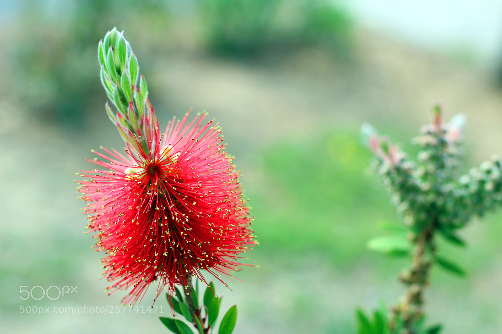 Canon EOS 600D (Rebel EOS T3i / EOS Kiss X5) sample photo. Bottlebrush flower photography