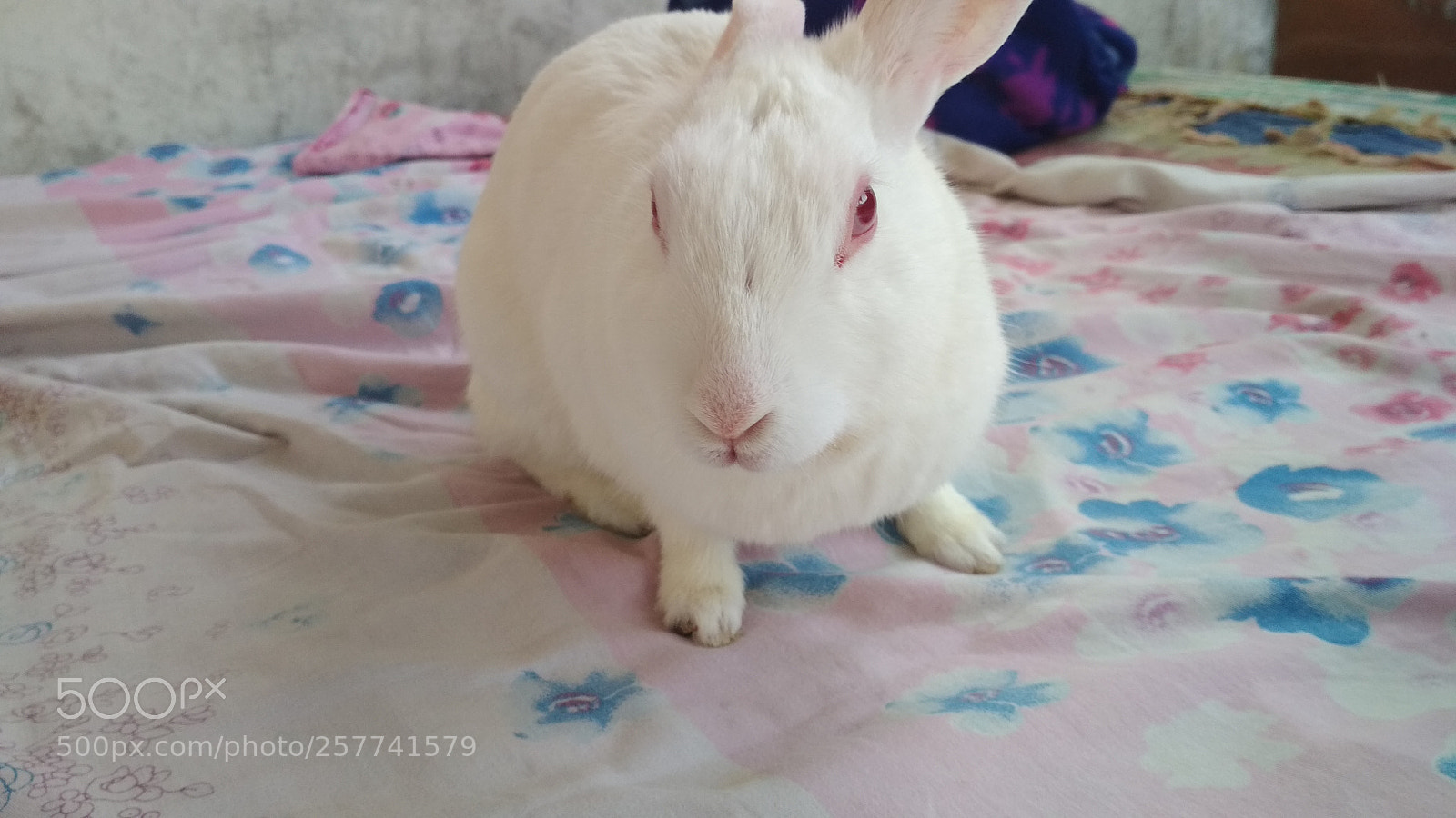Xiaomi Redmi 4 Pro sample photo. Img_20180513_155352.jpg photography