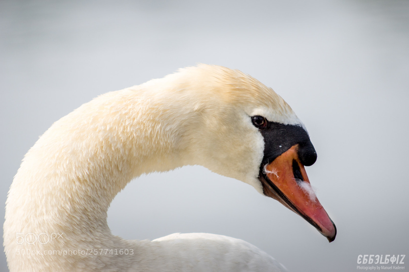 Sony ILCA-77M2 sample photo. Majestic swan photography