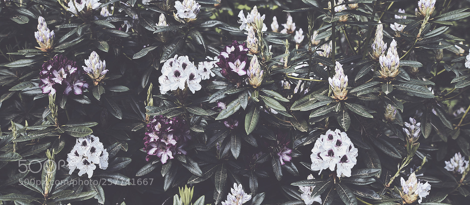Canon EOS 7D Mark II sample photo. Blooming photography