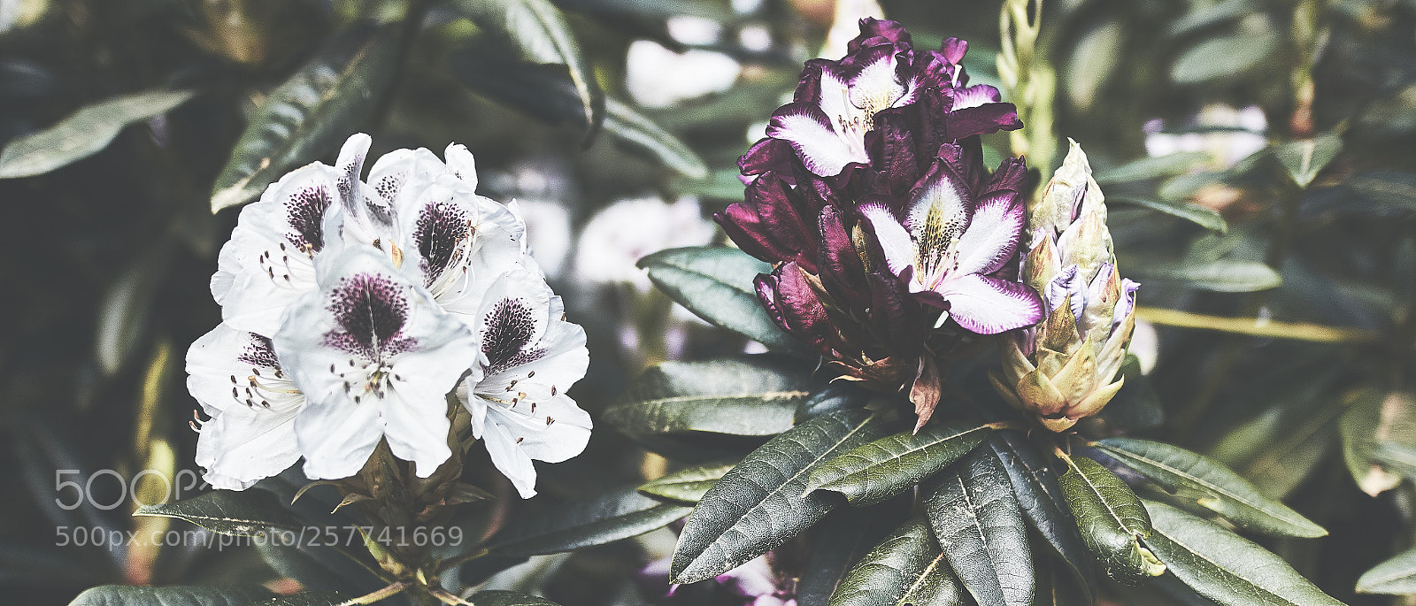 Canon EOS 7D Mark II sample photo. Blooming photography