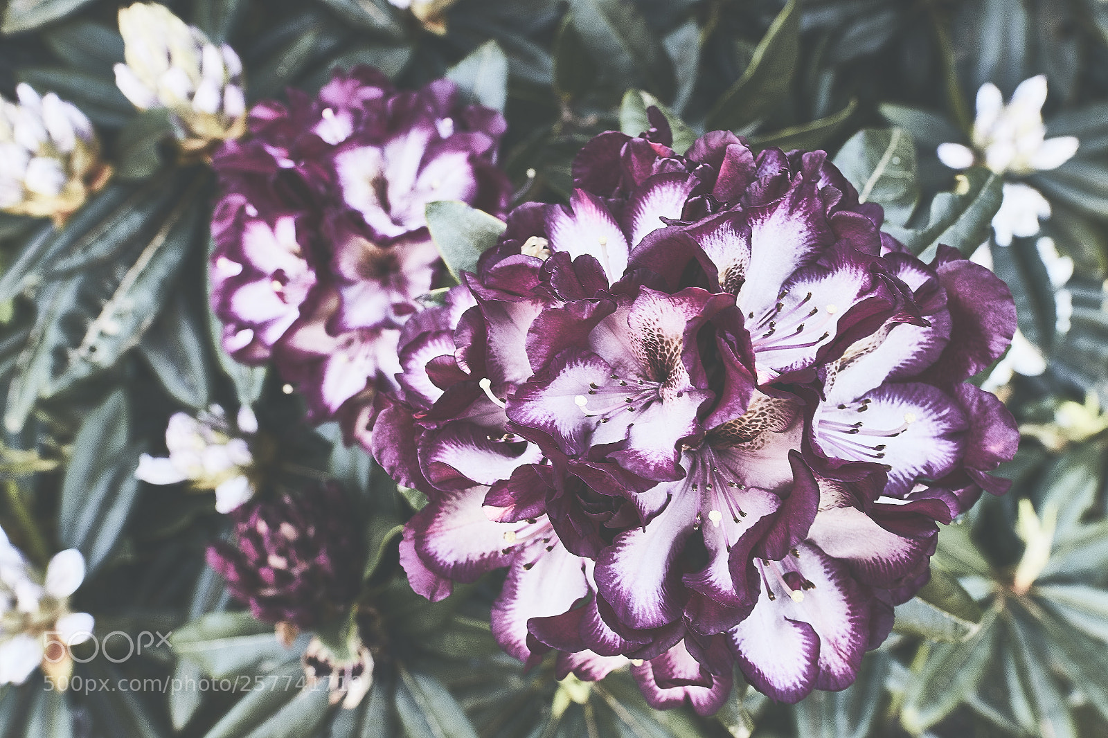 Canon EOS 7D Mark II sample photo. Blooming photography