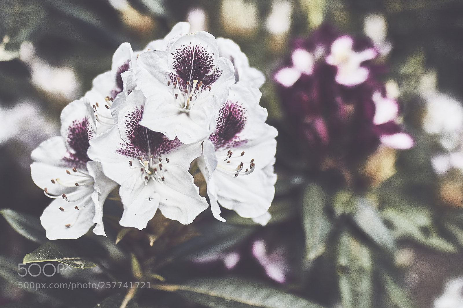 Canon EOS 7D Mark II sample photo. Blooming photography