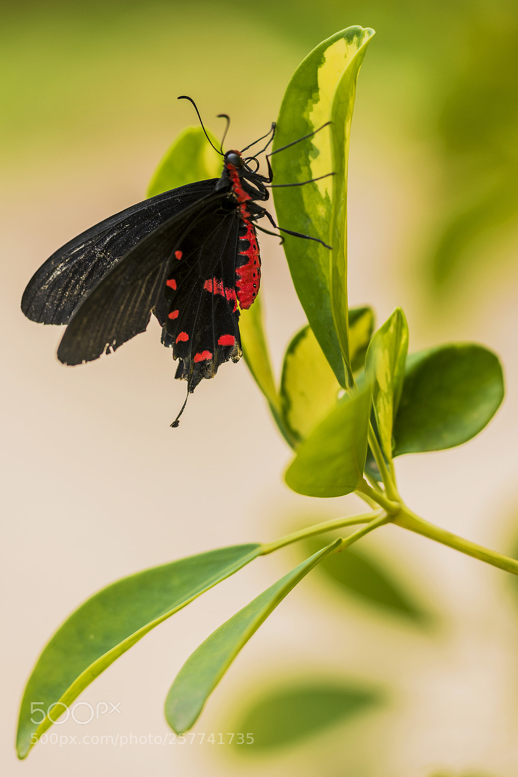 Nikon D7200 sample photo. Symbiosis photography