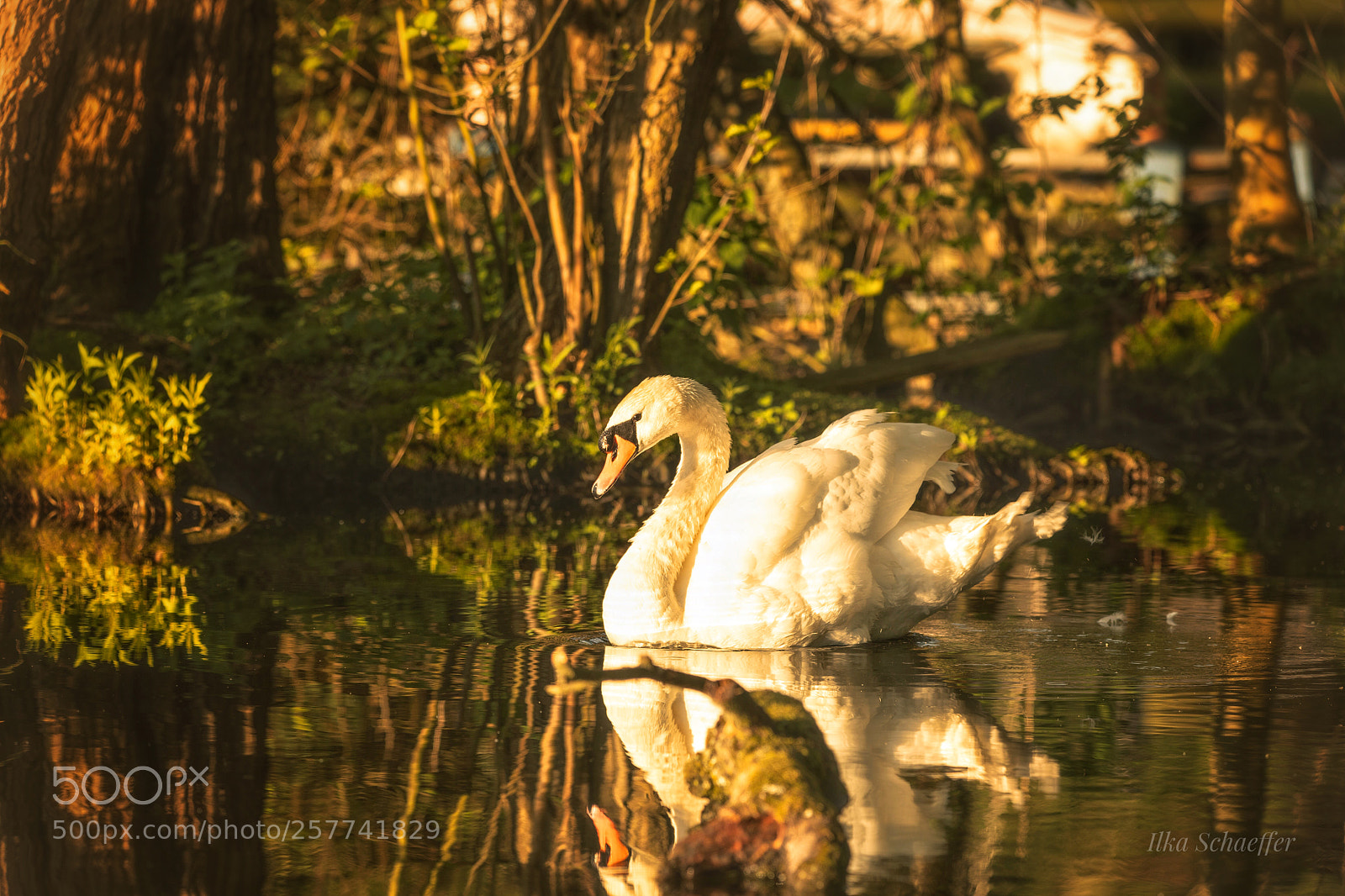 Canon EOS 5D Mark IV sample photo. Karl, der schwan photography
