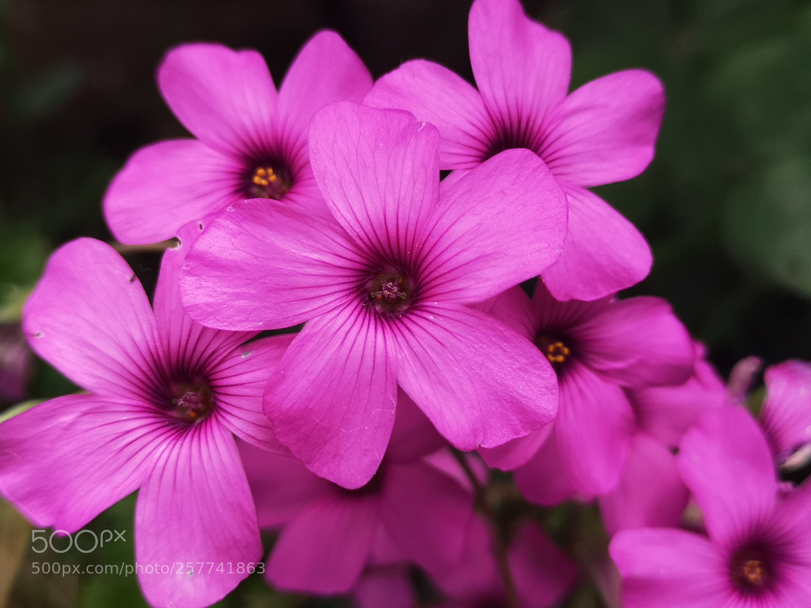 HUAWEI CLT-L09 sample photo. Flower photography