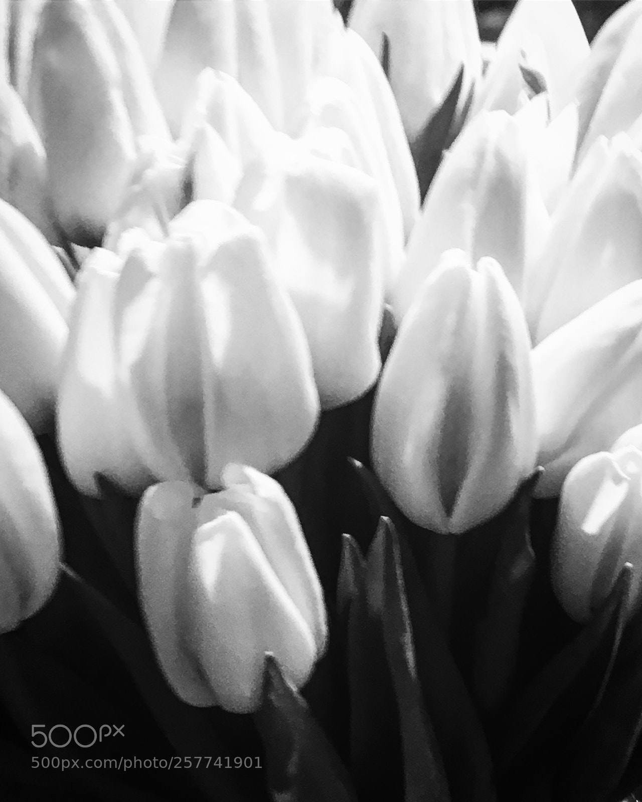 Apple iPhone 6s sample photo. Fiori photography