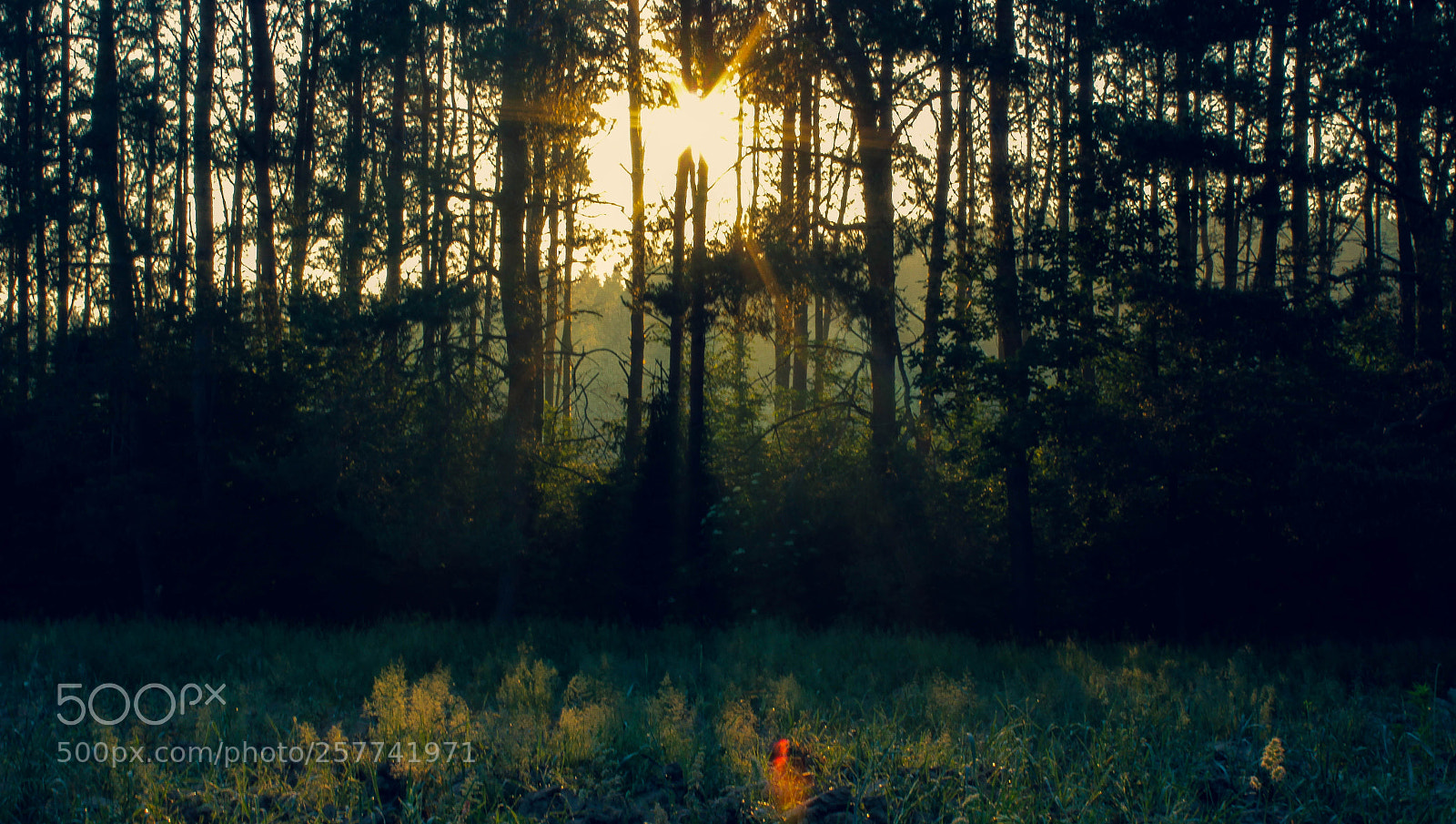 Canon EOS 600D (Rebel EOS T3i / EOS Kiss X5) sample photo. Morning light passing through photography