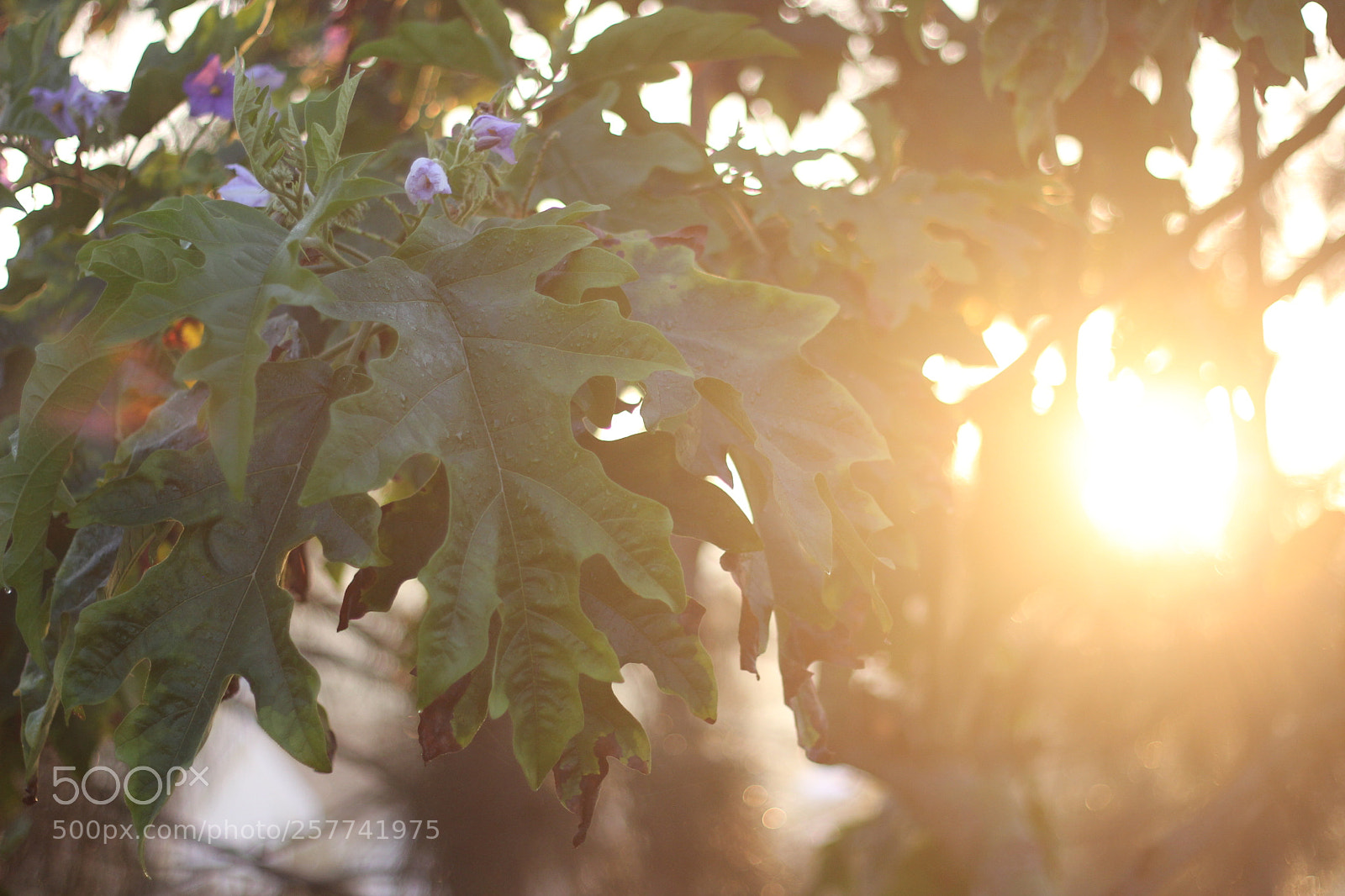 Canon EOS 550D (EOS Rebel T2i / EOS Kiss X4) sample photo. Untitled photography