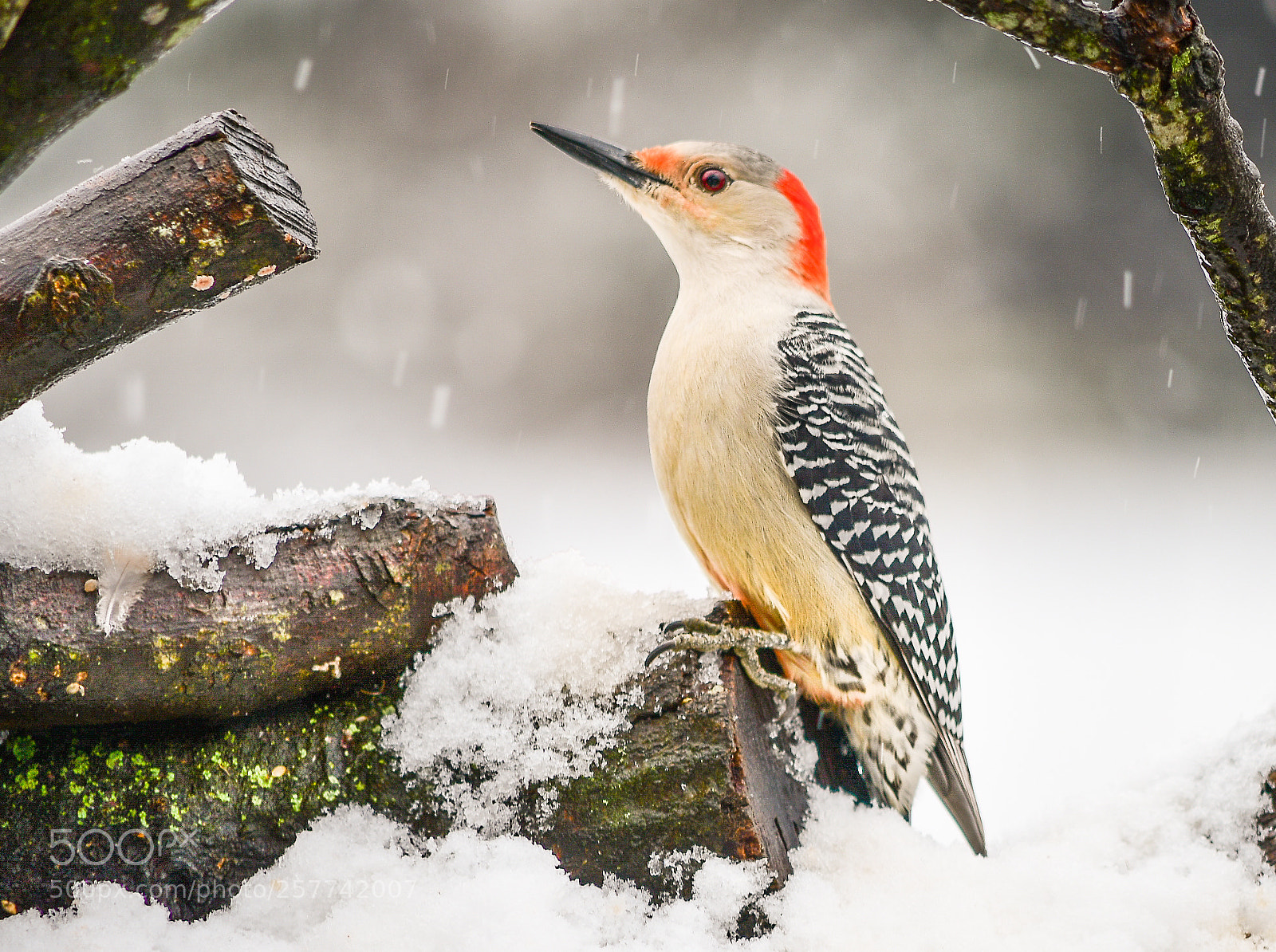 Nikon D500 sample photo. Nik_3542-2.jpg photography