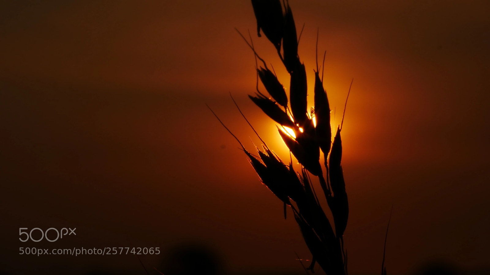 Panasonic Lumix DMC-GX85 (Lumix DMC-GX80 / Lumix DMC-GX7 Mark II) sample photo. Sunset photography
