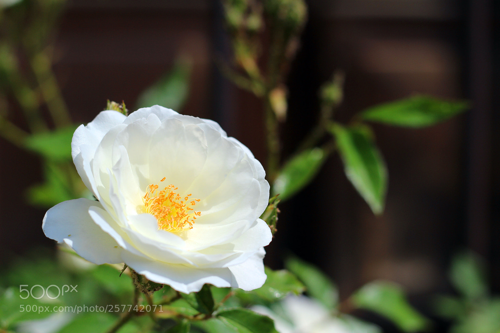 Canon EOS 600D (Rebel EOS T3i / EOS Kiss X5) sample photo. White rose with yellow photography