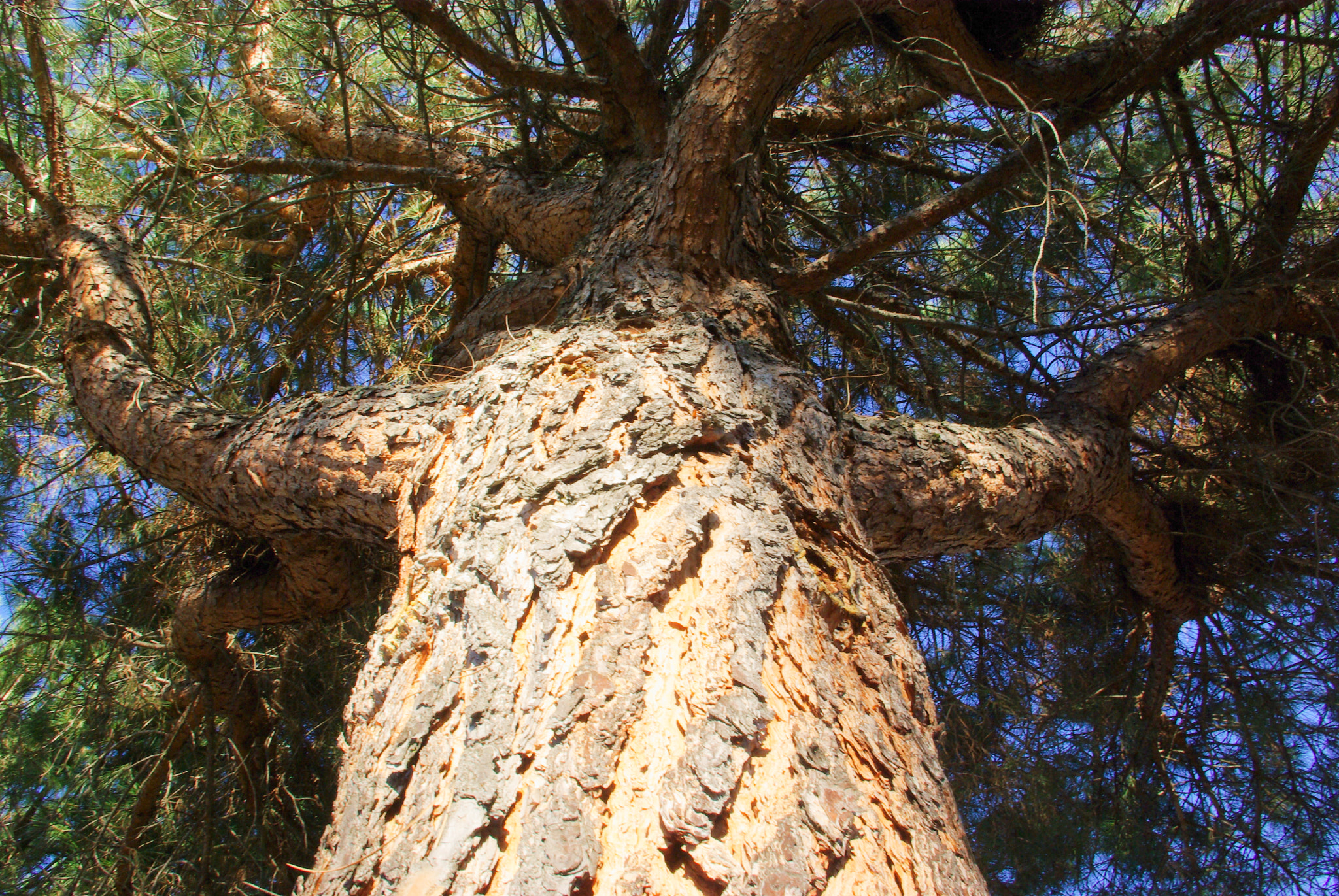 Pentax K10D sample photo. Under the centenary tree... photography