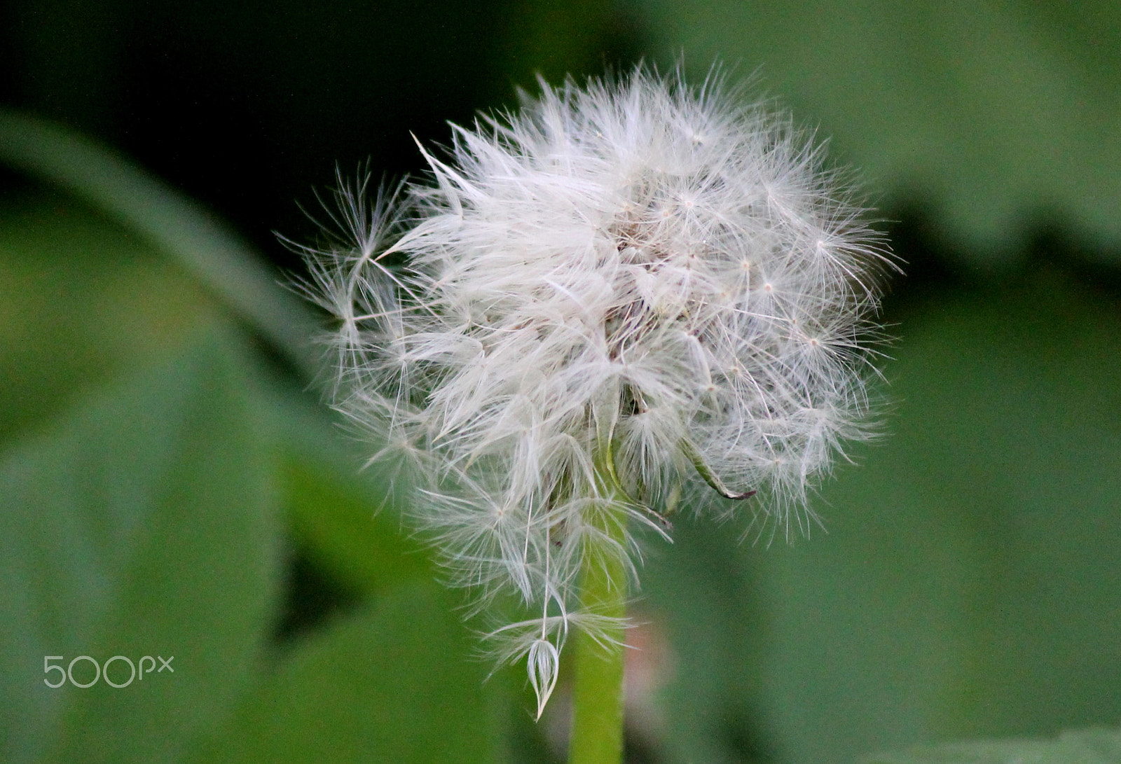 Canon EOS 1100D (EOS Rebel T3 / EOS Kiss X50) + Canon EF-S 55-250mm F4-5.6 IS sample photo. Dandelion photography