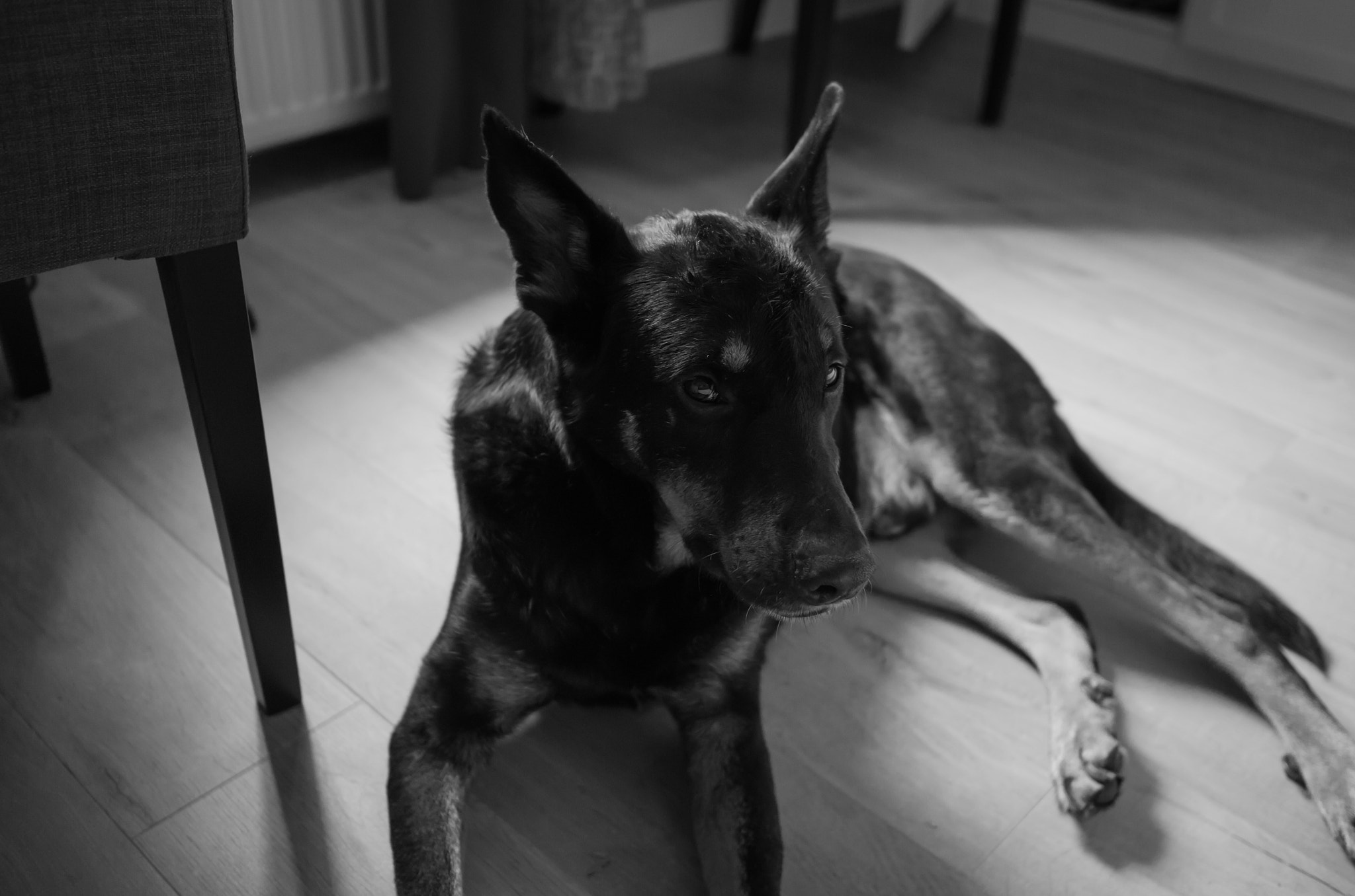 Leica X (Typ 113) sample photo. Draco - the black and white dog photography