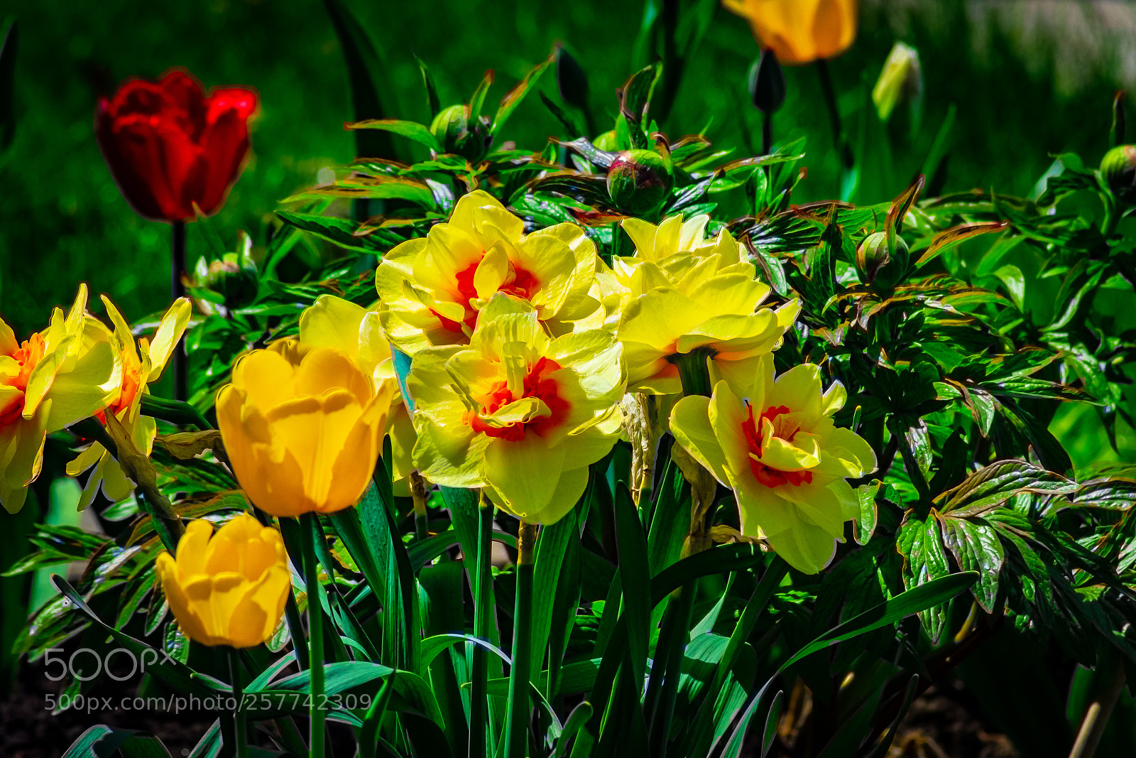 Nikon D3400 sample photo. Tulips in spring photography