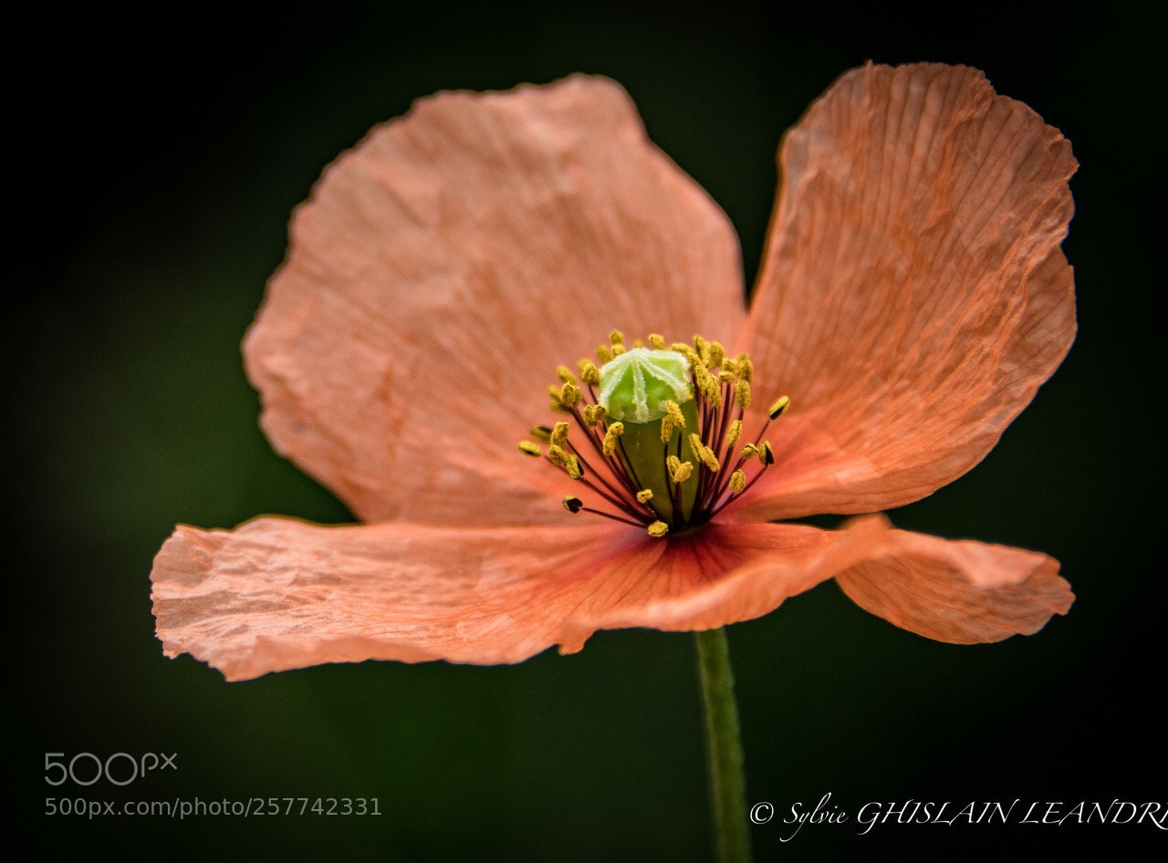 Nikon D500 sample photo. Gentil coquelicot madame ! photography
