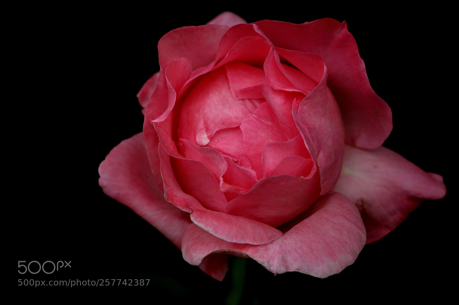 Canon EOS 70D sample photo. Untitled photography