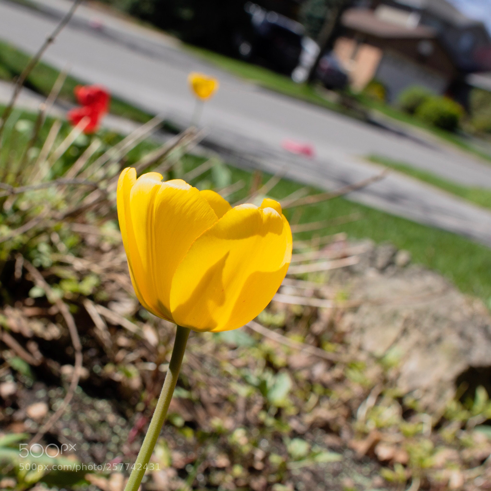 Canon EOS 750D (EOS Rebel T6i / EOS Kiss X8i) sample photo. Colourful  photography