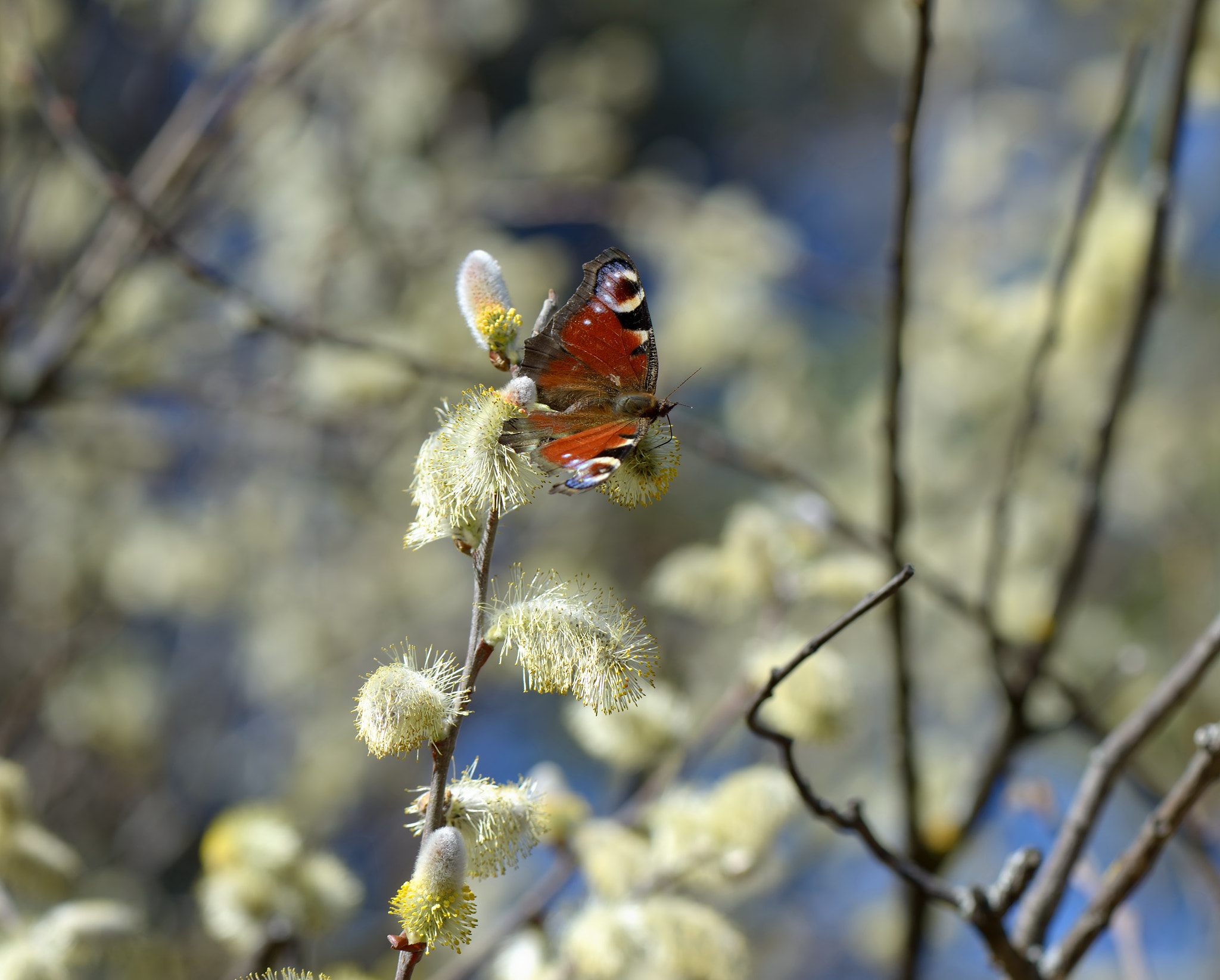 Nikon AF-S Micro-Nikkor 105mm F2.8G IF-ED VR sample photo. Inachis io photography