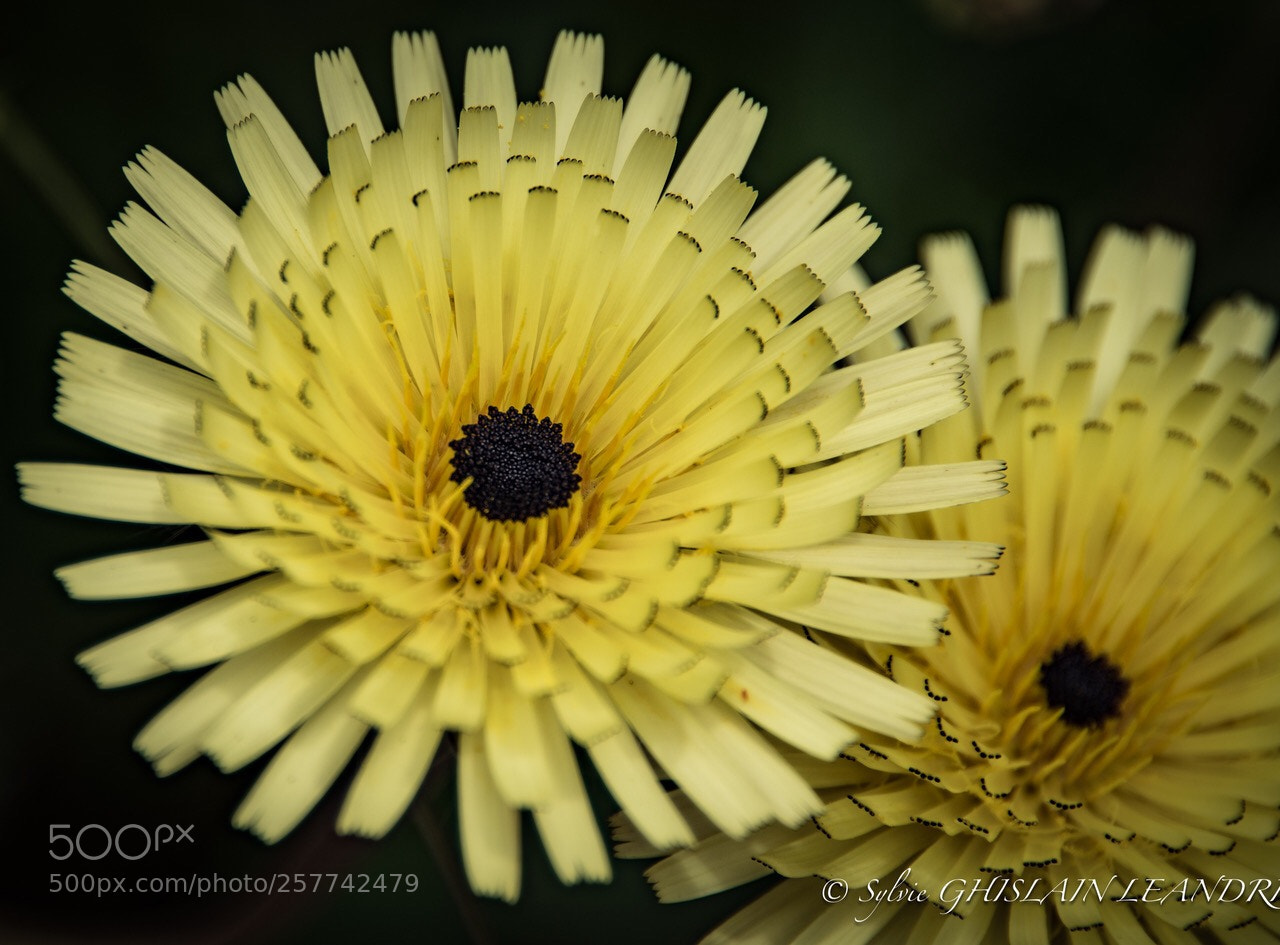 Nikon D500 sample photo. Soleils de terre photography