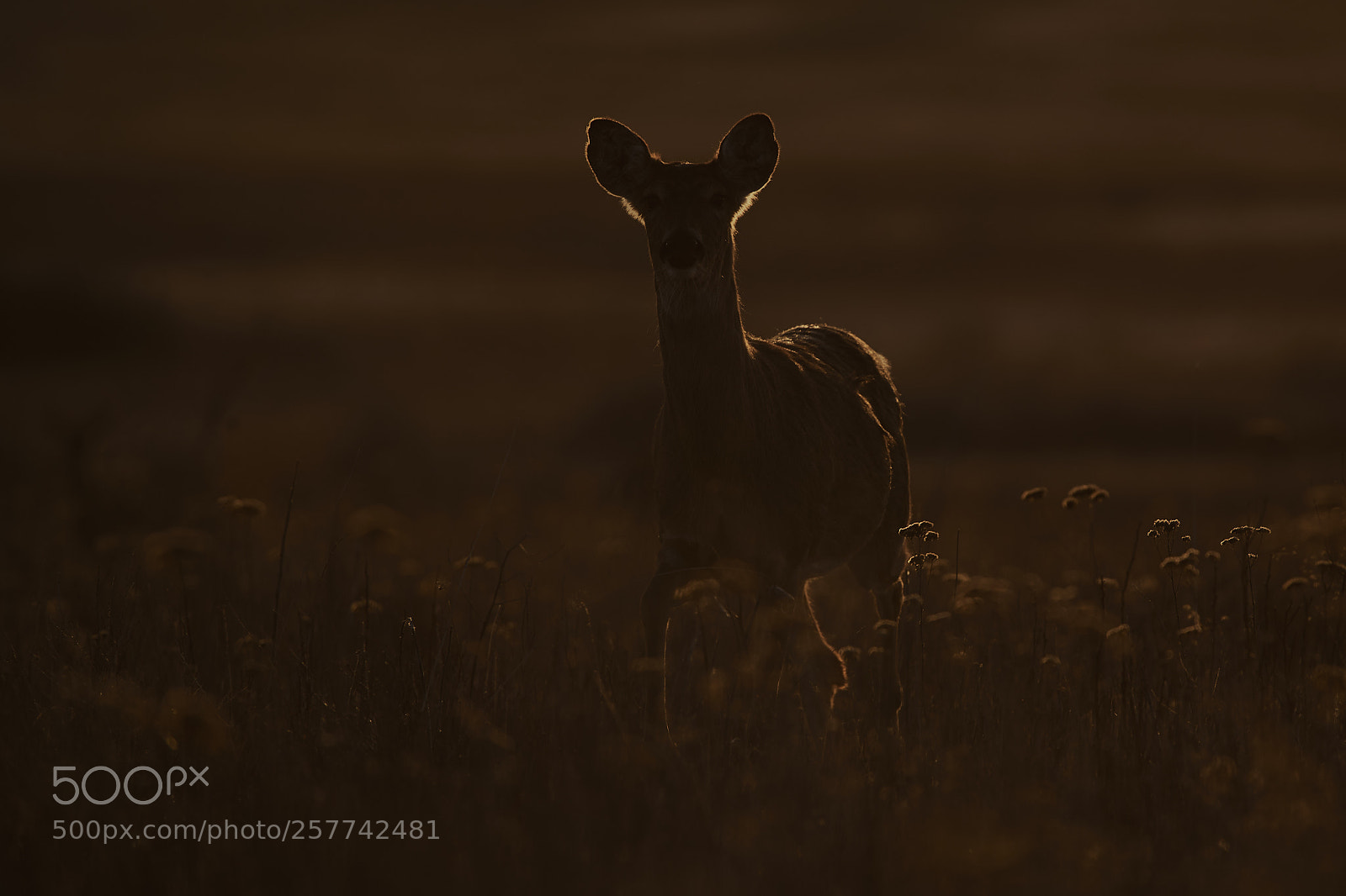 Nikon D500 sample photo. Backlit white-tailed deer photography