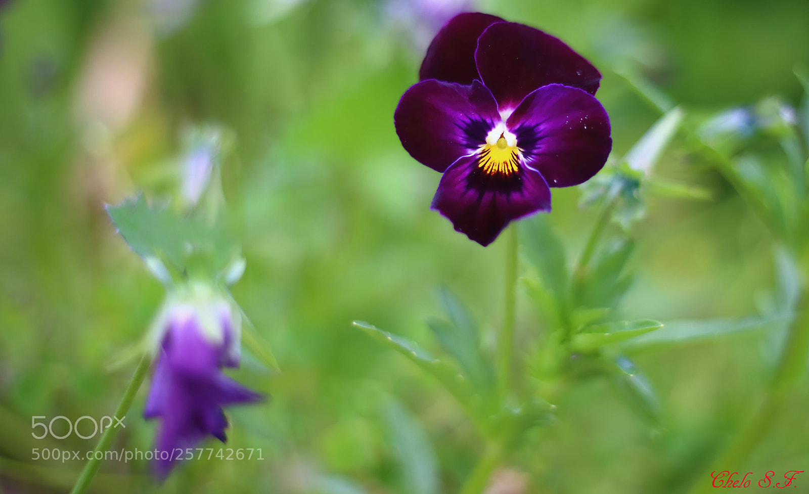 Canon EOS 6D sample photo. Untitled photography