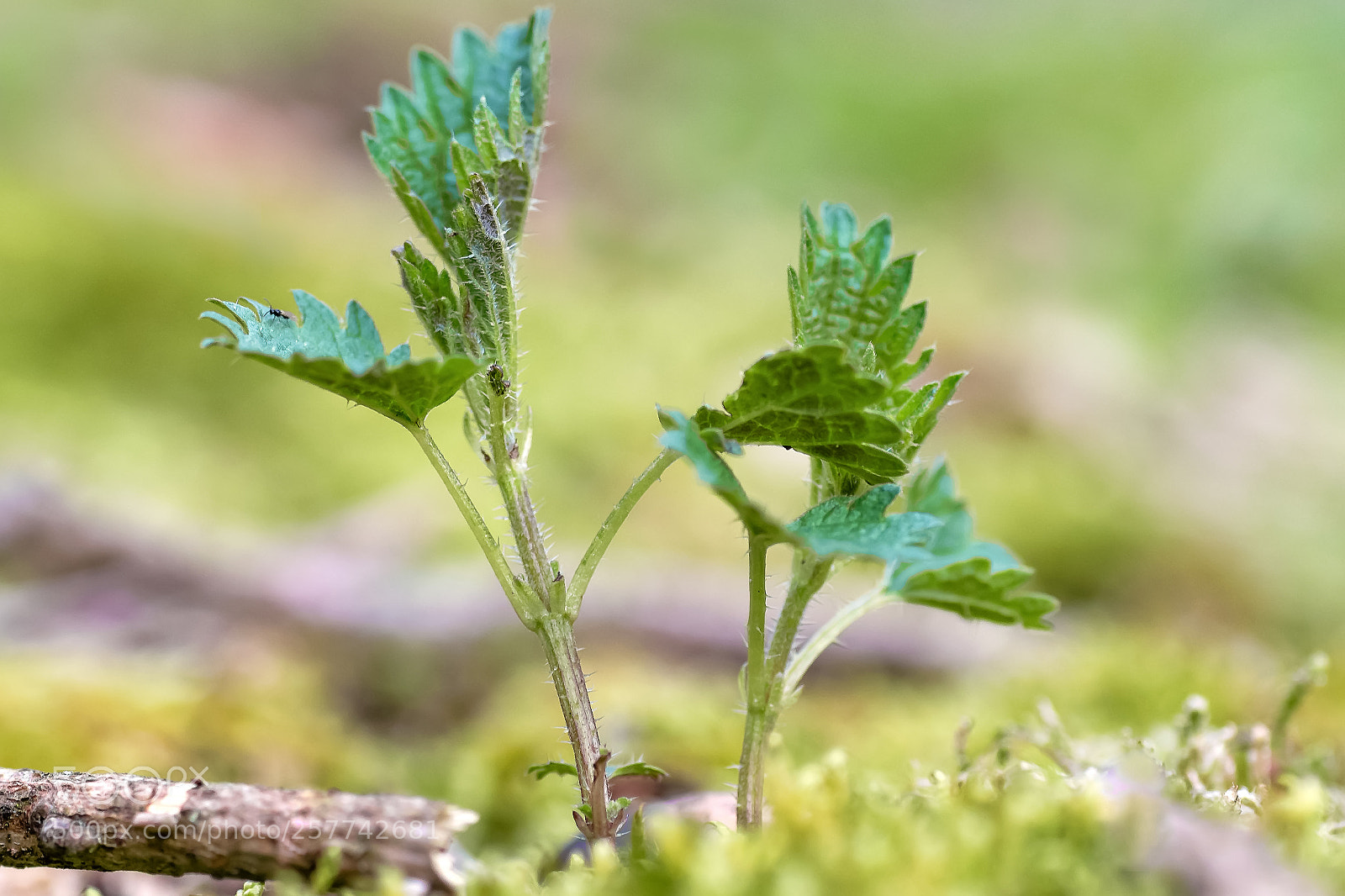 Nikon D5200 sample photo. Stinging nettle photography
