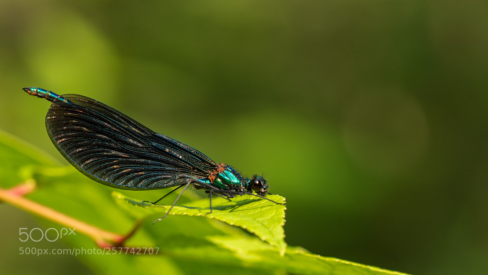 Nikon D7200 sample photo. My first demoiselle 2018 photography