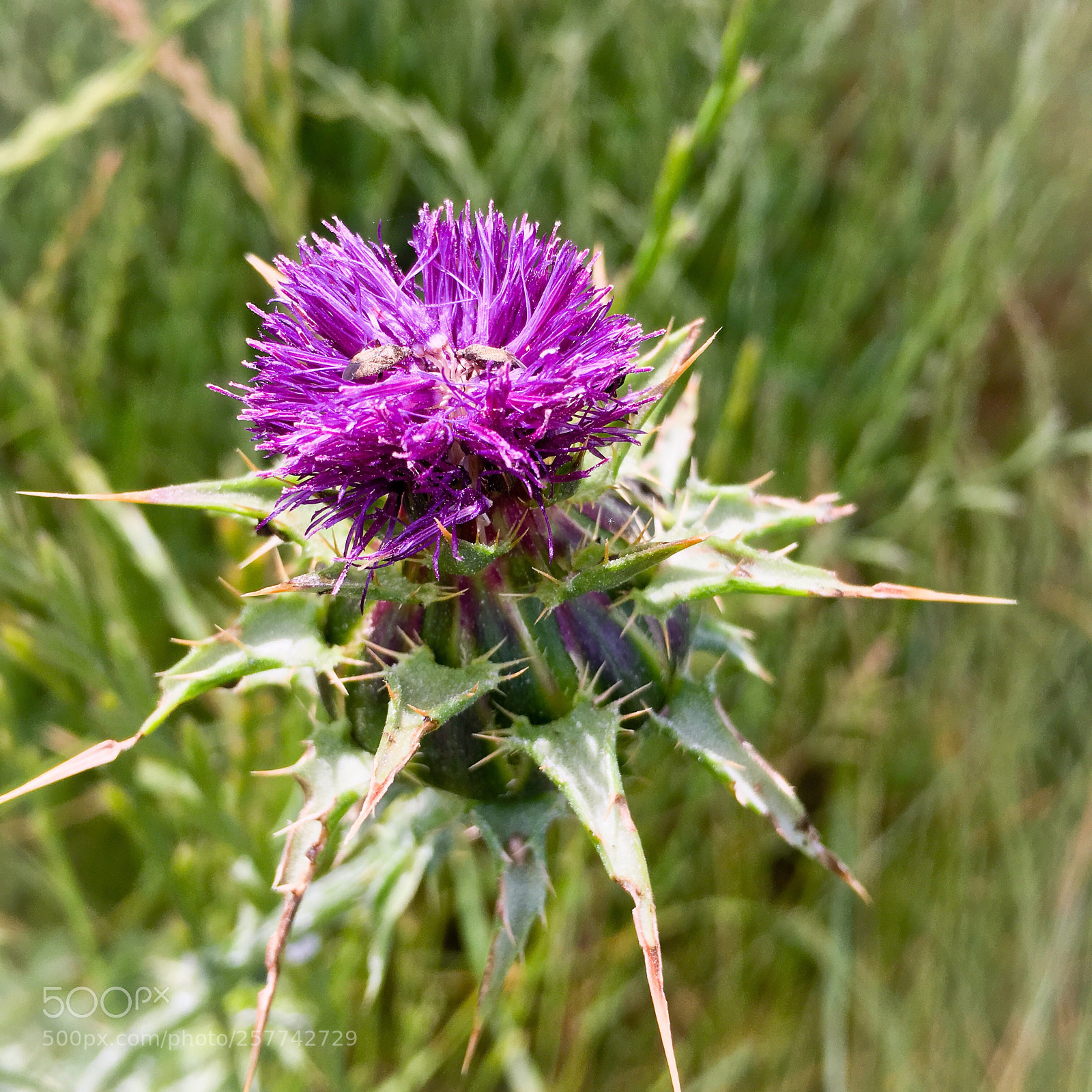 Apple iPhone 6s sample photo. Wild milk thistle  photography