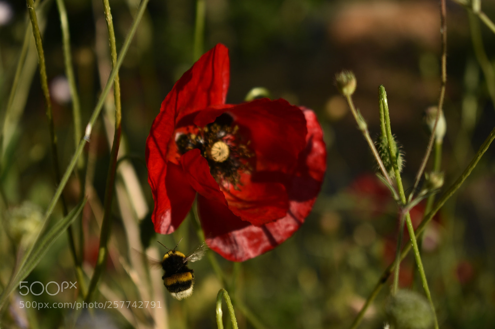 Nikon D3400 sample photo. Hi flower photography