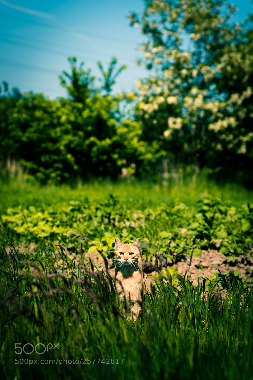 Nikon D810 sample photo. Jinx i photography