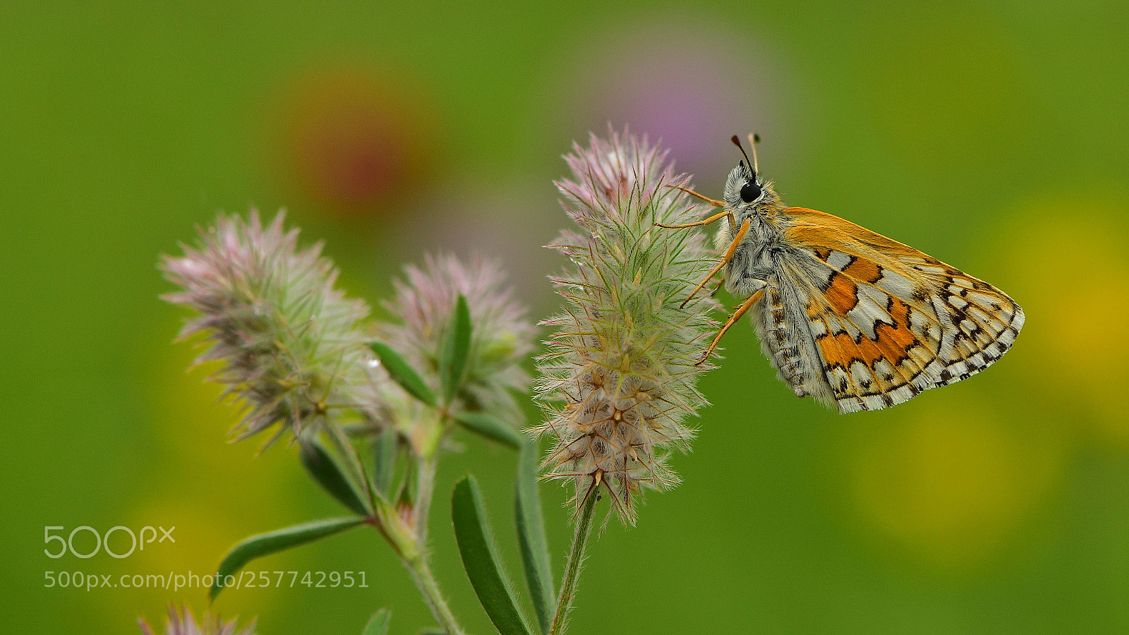 Nikon D810 sample photo. Sar bantl z pz photography