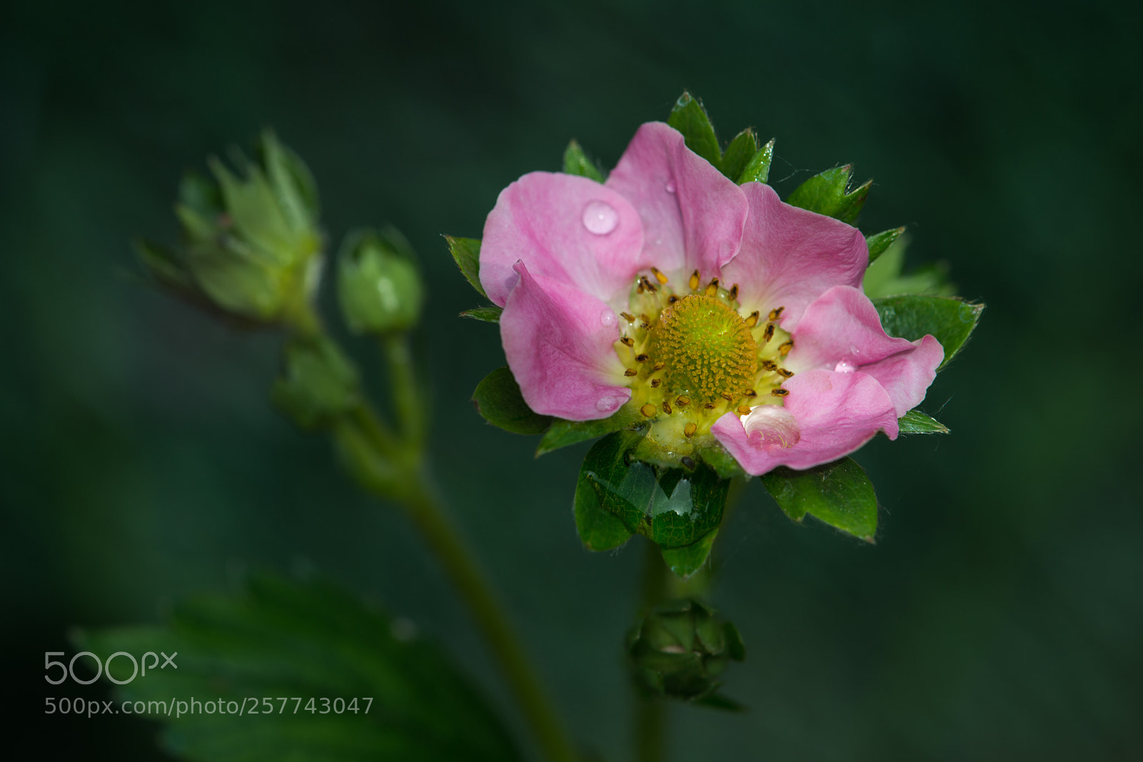 Nikon D800 sample photo. Strawberry flower photography