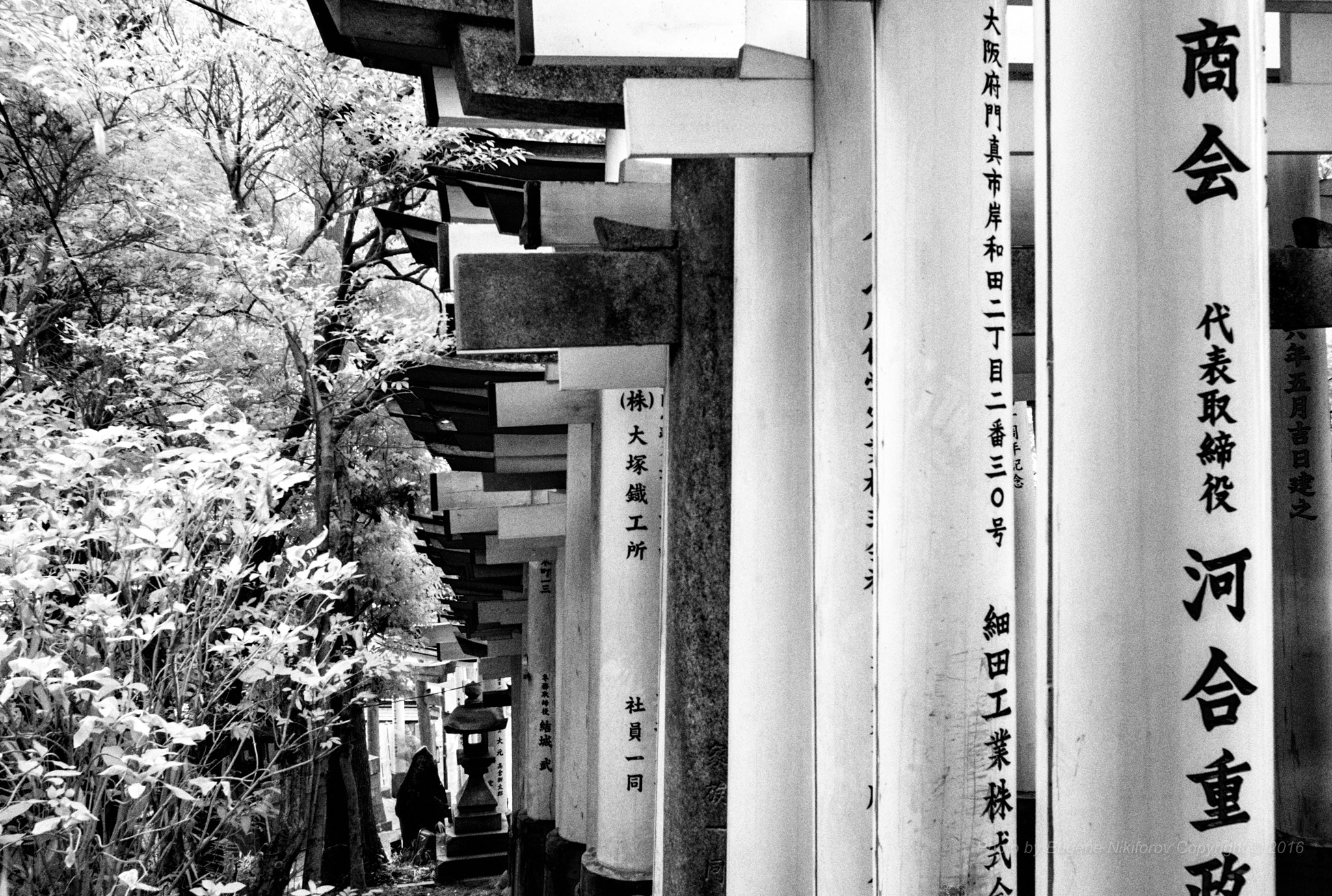 Leica M8 sample photo. Magic forest, fushimi inari taisha temple, kyoto photography