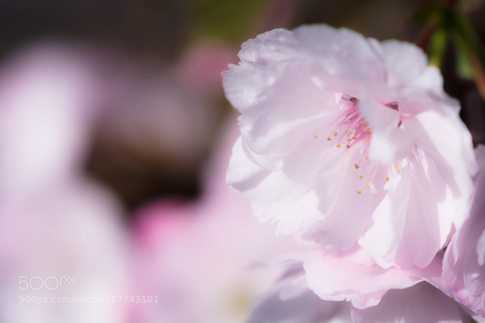 Nikon D7100 sample photo. Sweet secret//アマイヒミツ photography